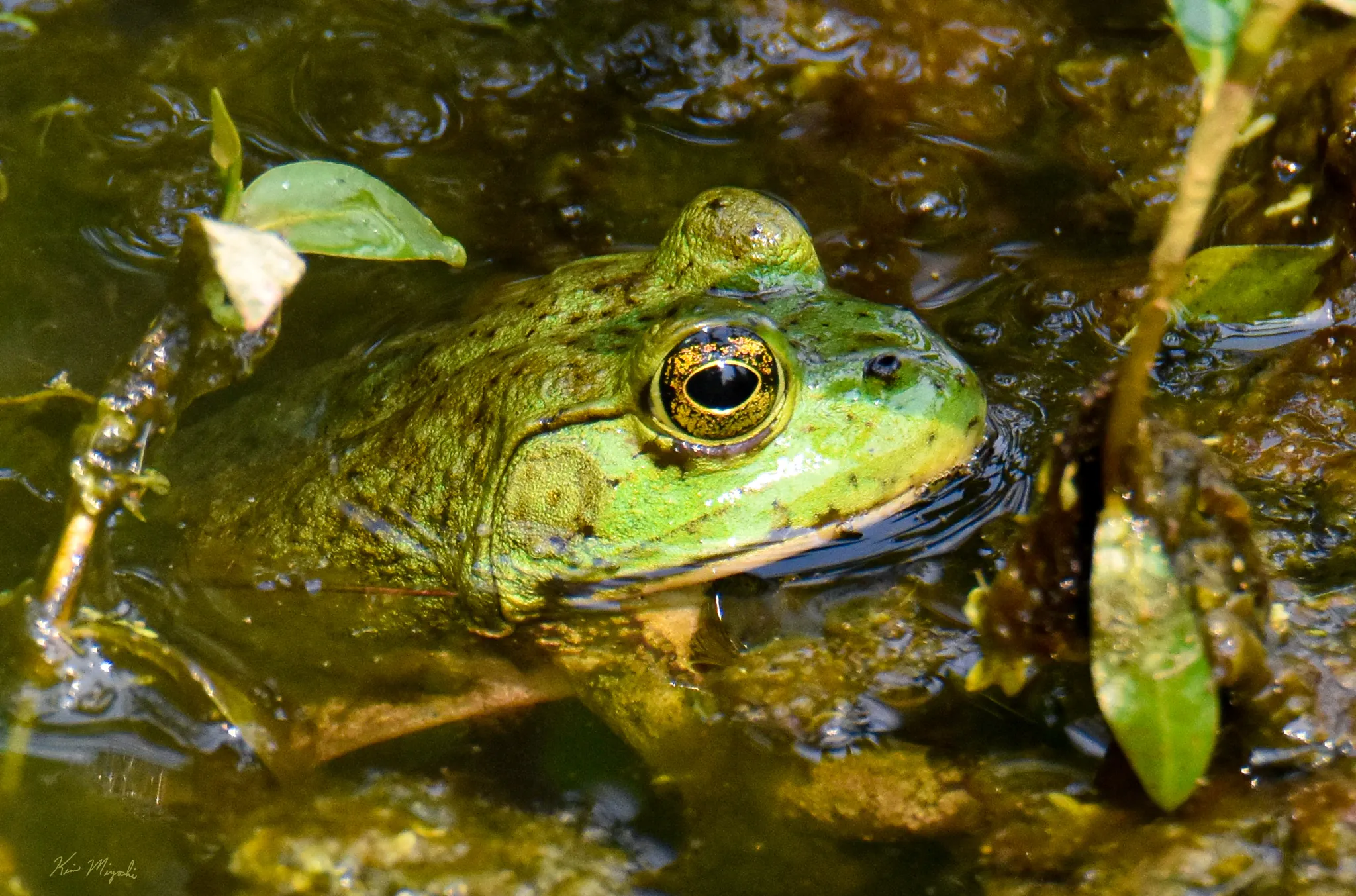 Green Animals