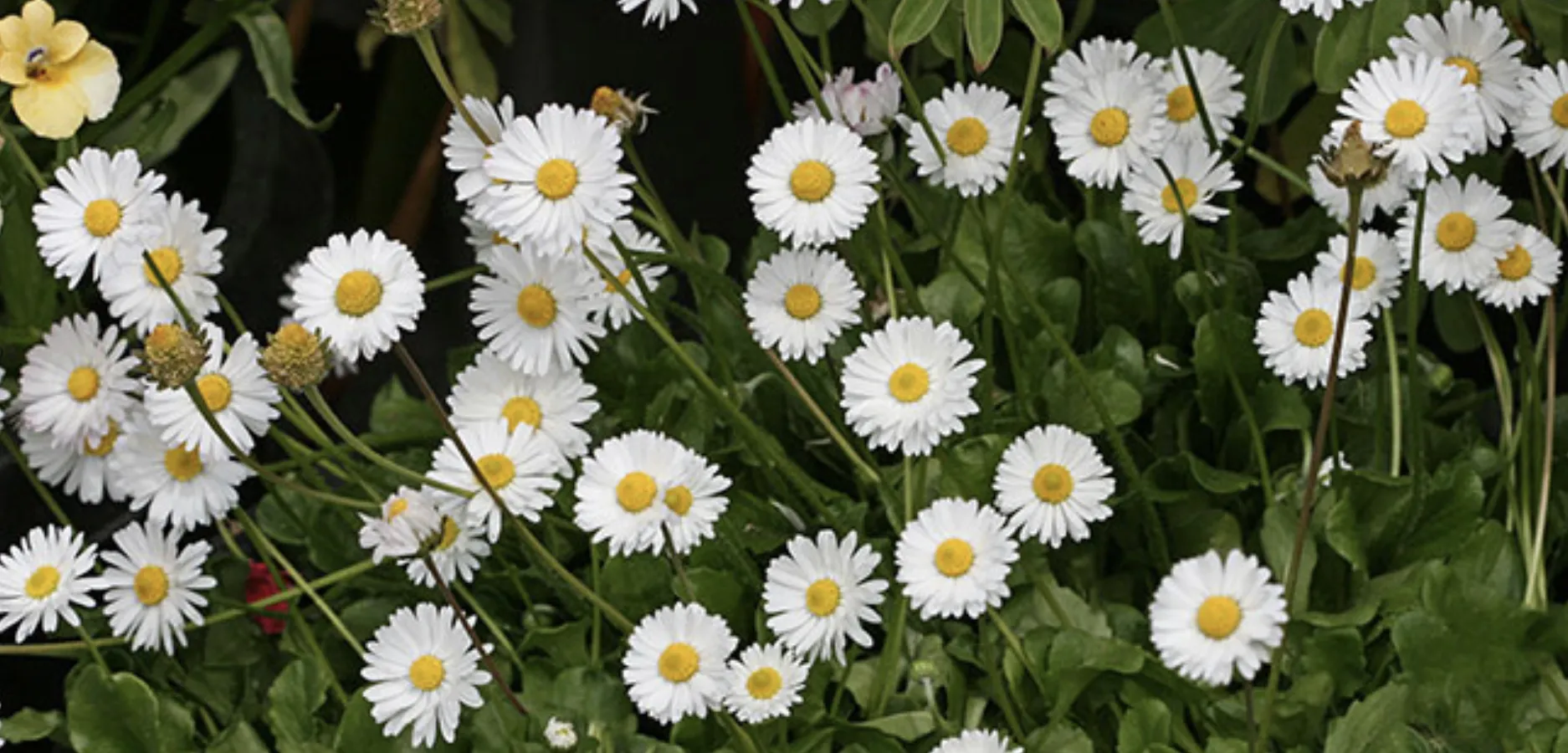 White Flowers with a Colour Accent