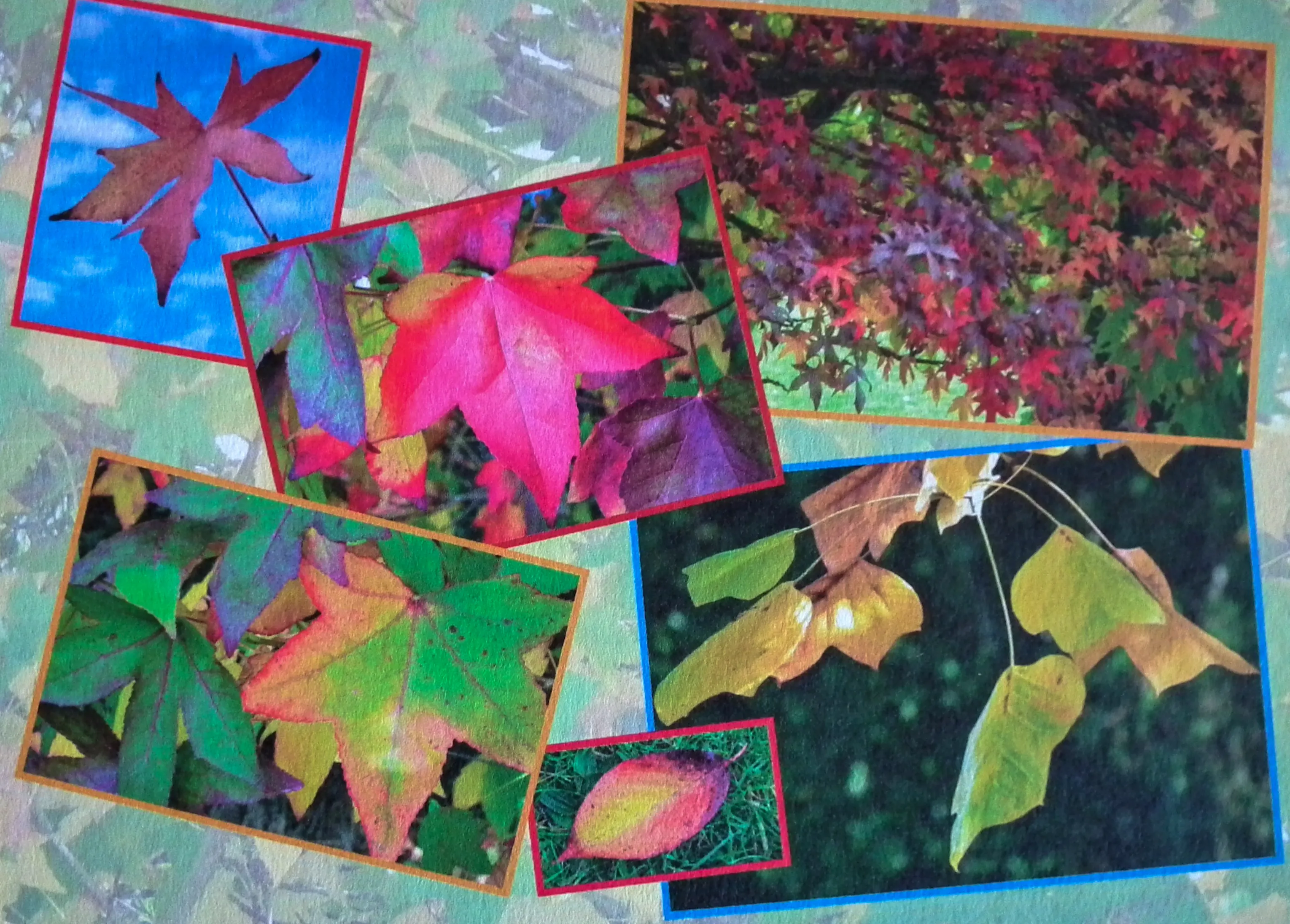 Leaves (in colour)