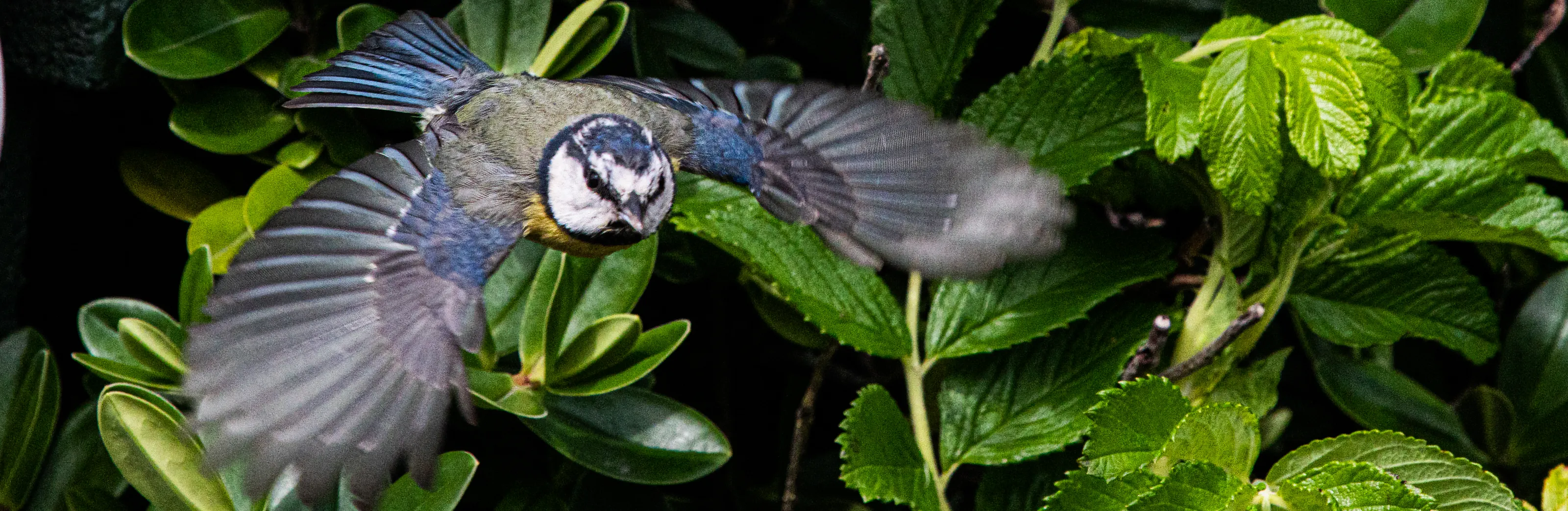 Garden Birds in Flight (in colour)