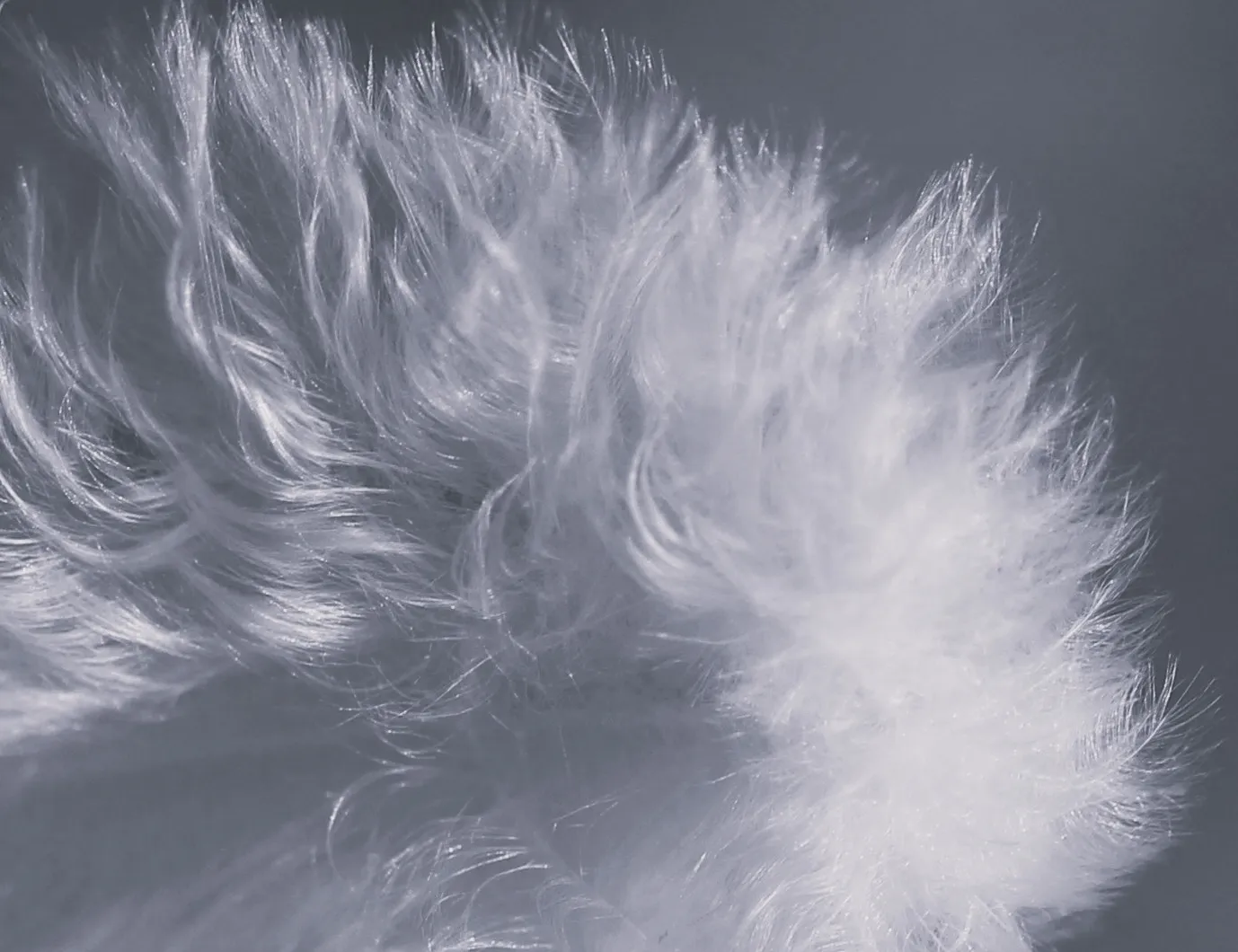 The Feeling of Softness