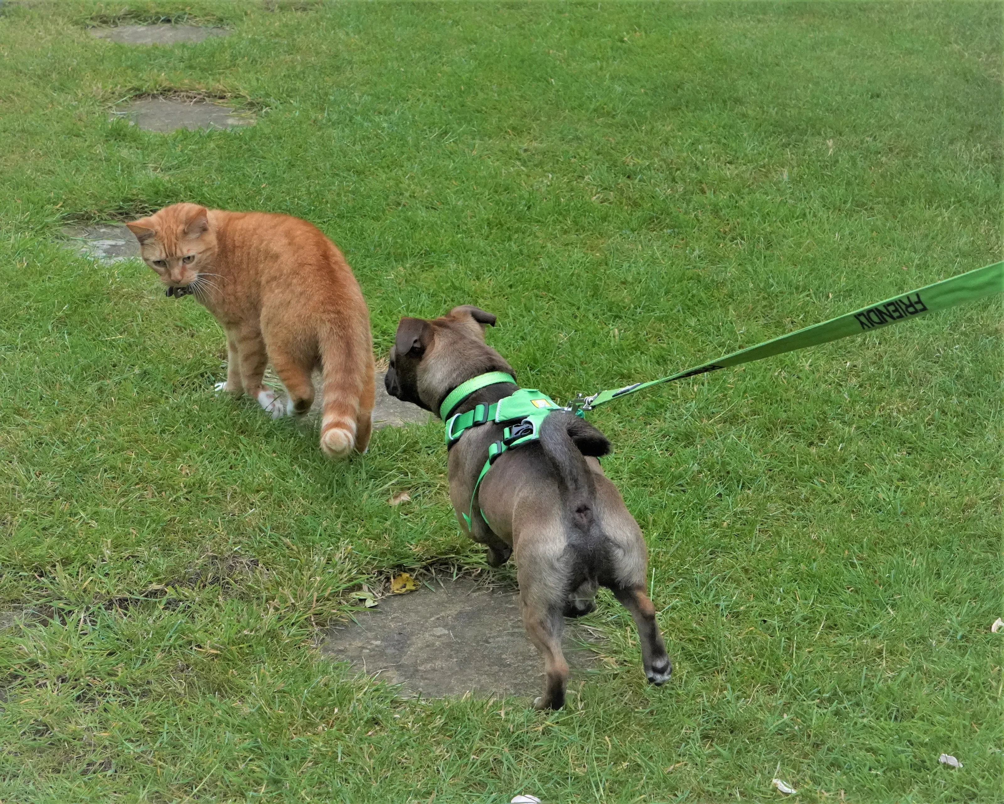 Cats and Dogs Together