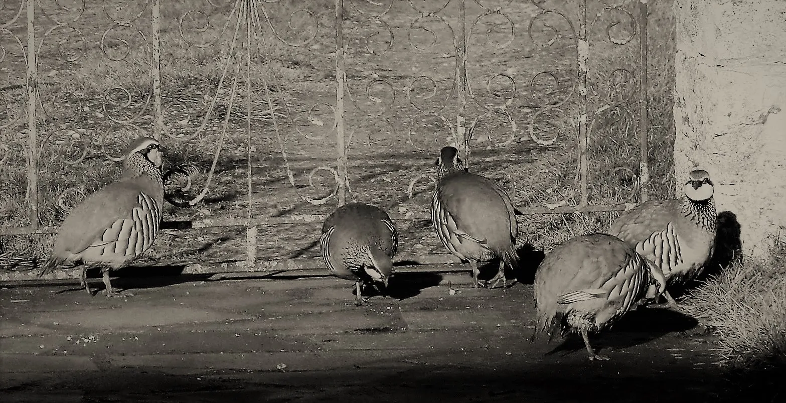 Groups of Animals in Black and White