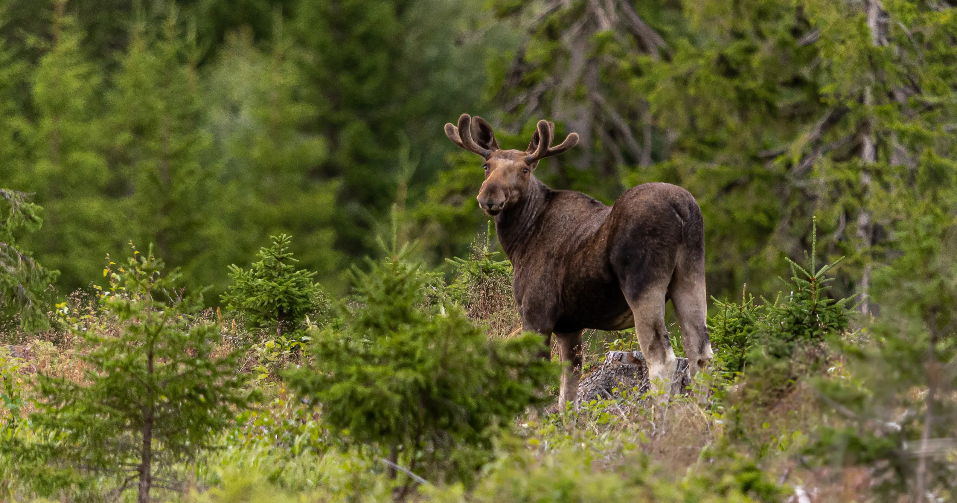 Moose in the Wild
