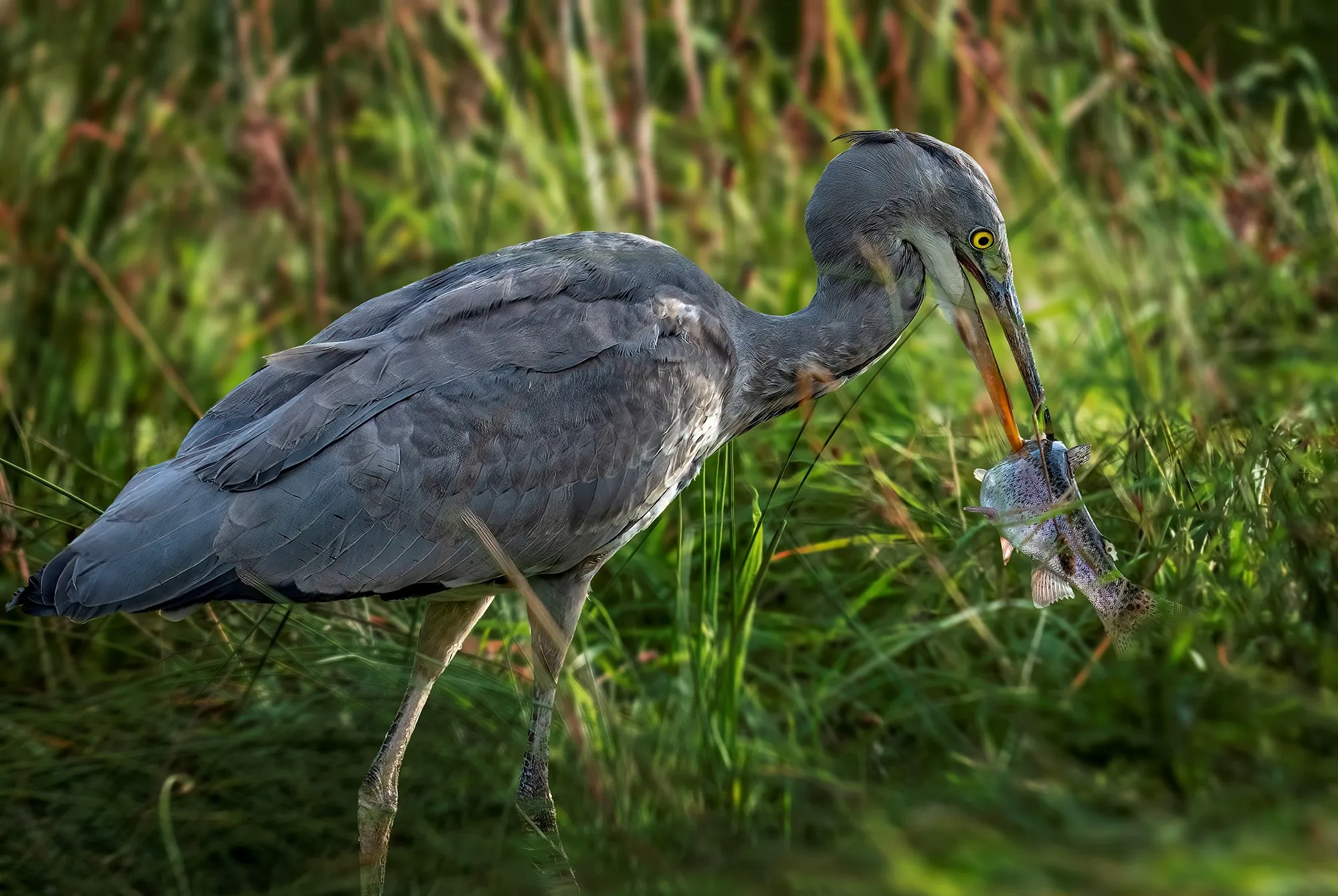 Herons (in colour)