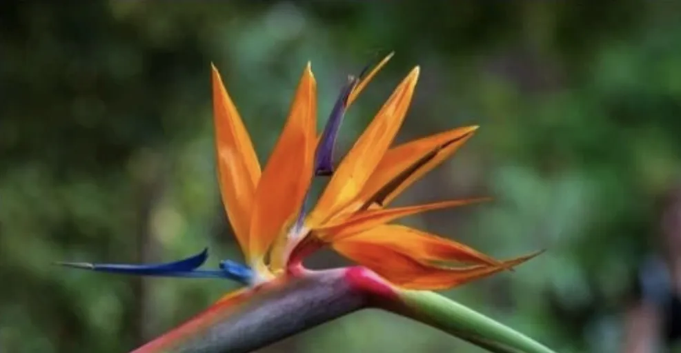 Tropical Plants and Flowers