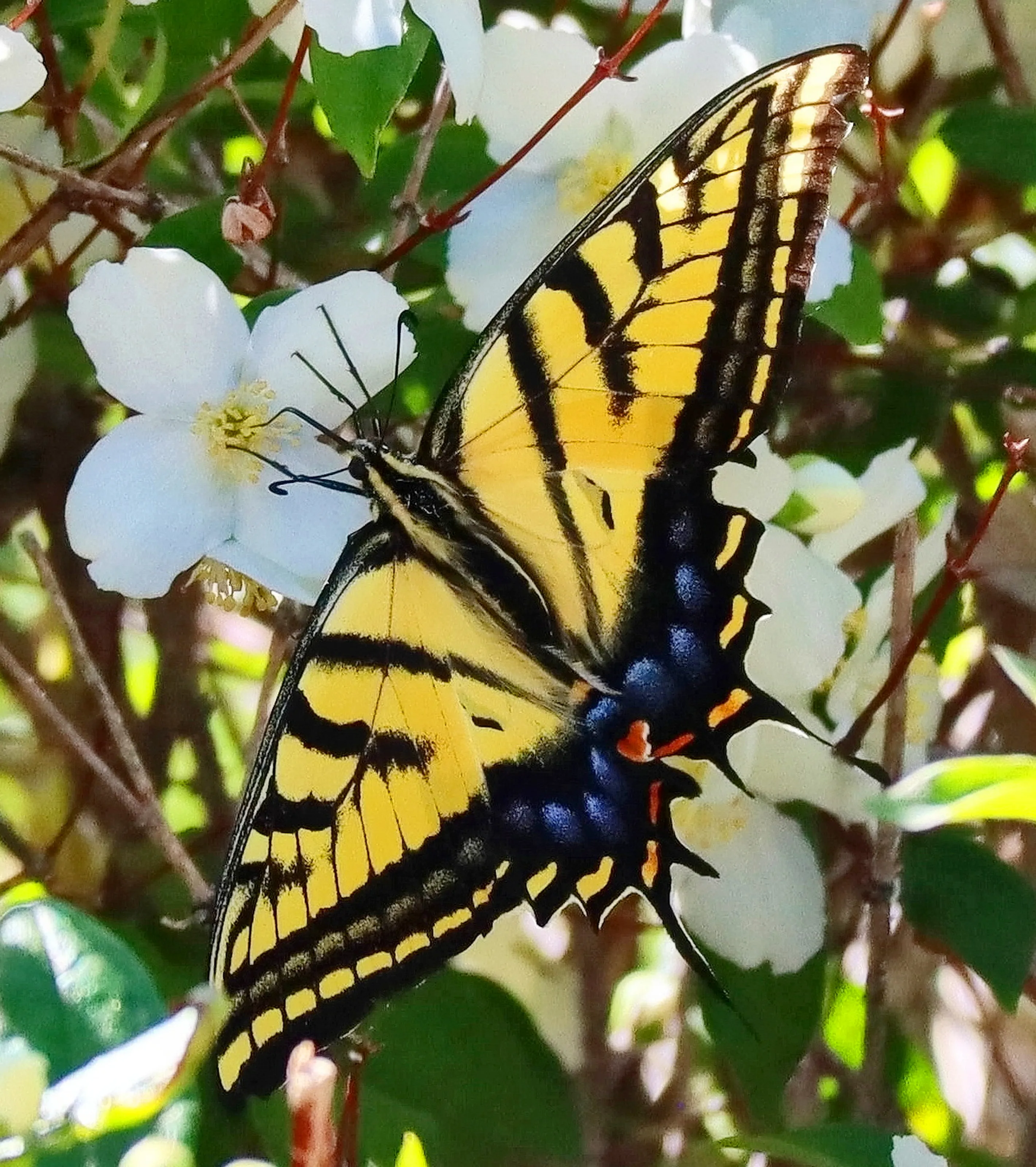 Detailed Butterflies (in colour)