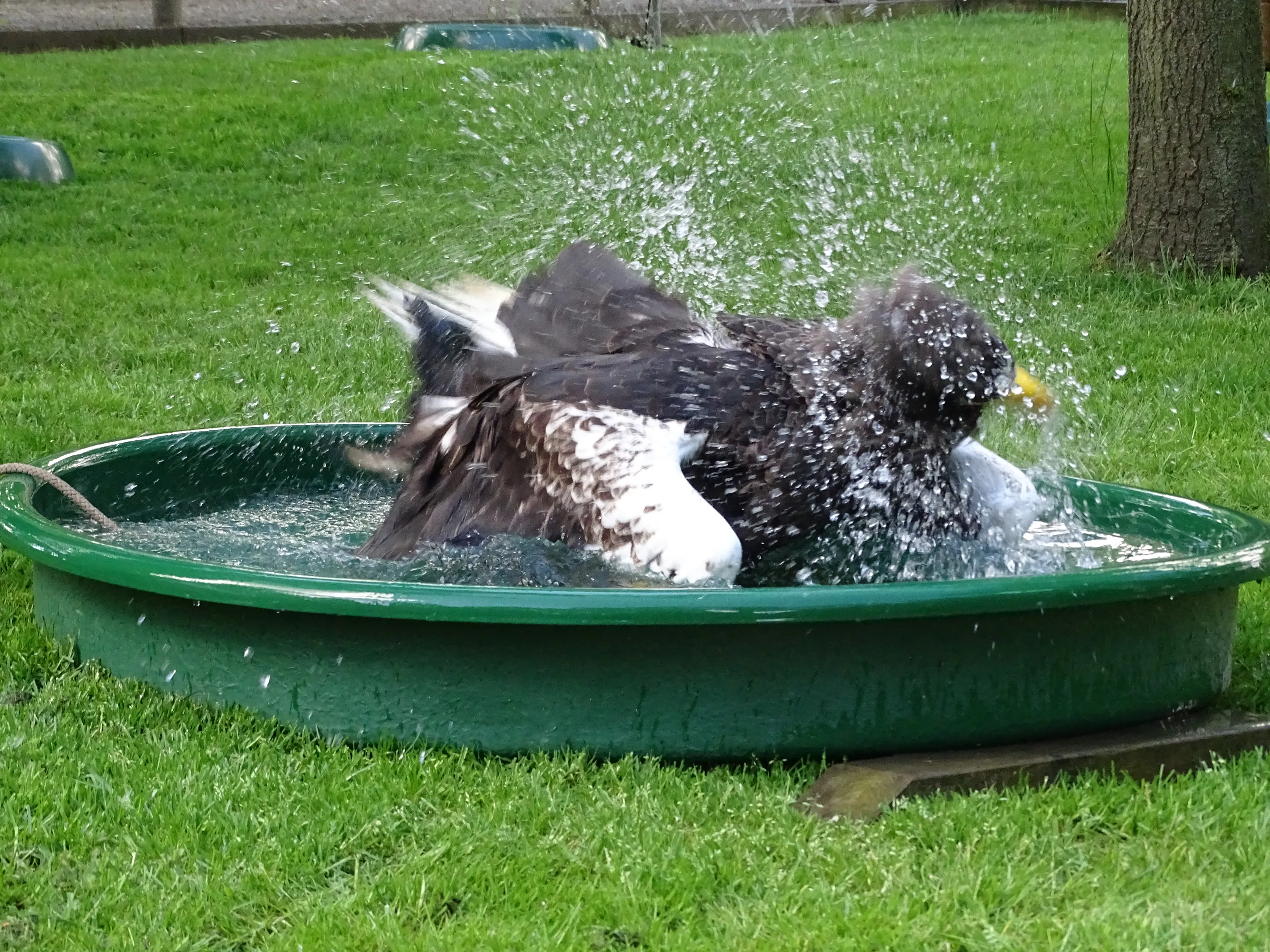 Animals Splashing in Water (in colour)