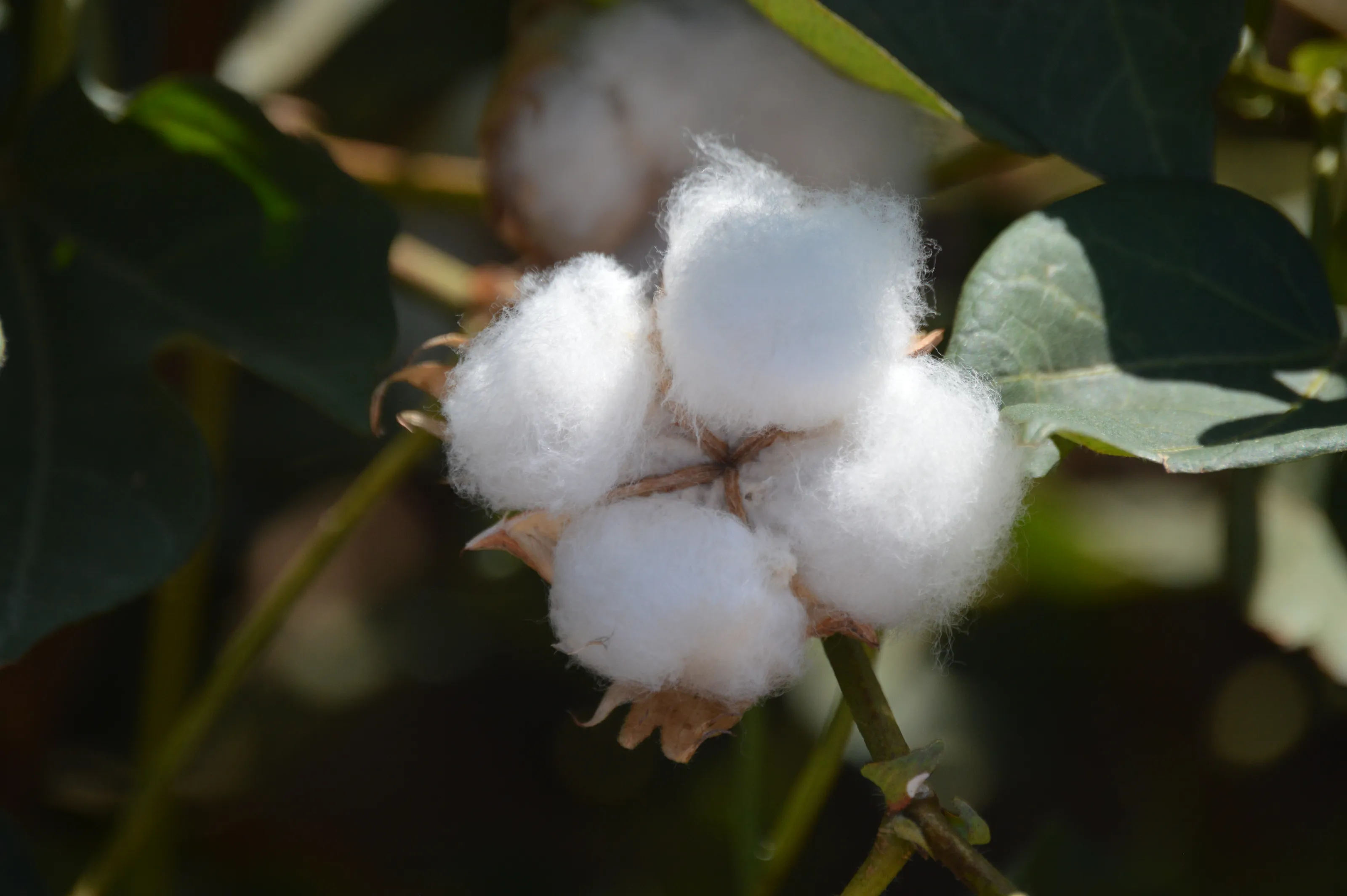 Plants Used to Make Products