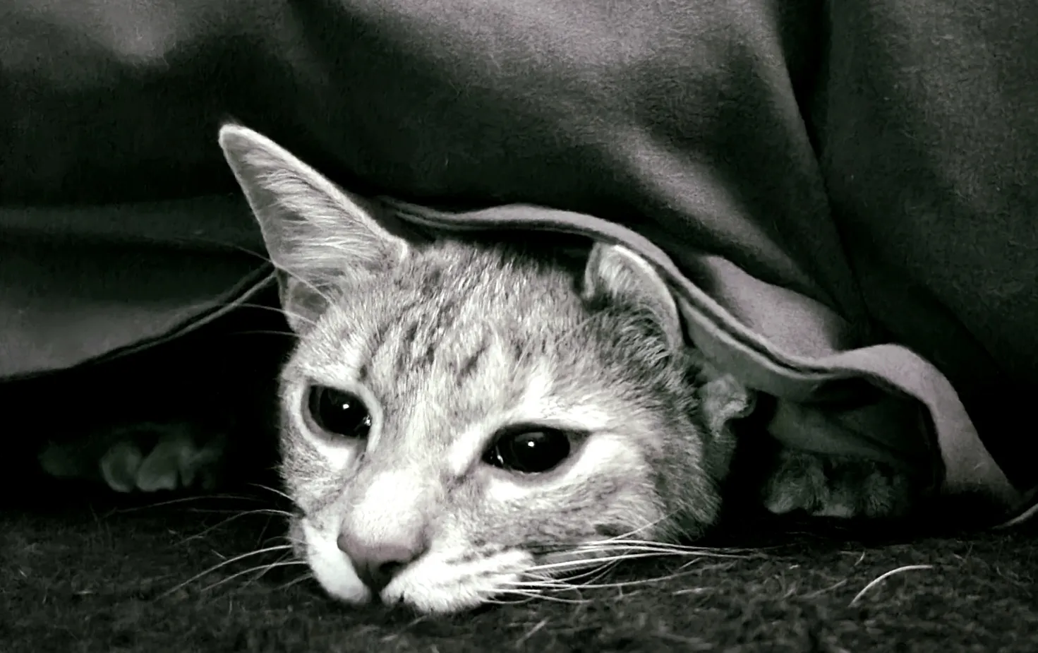 Black and White Indoor Portraits of Cats