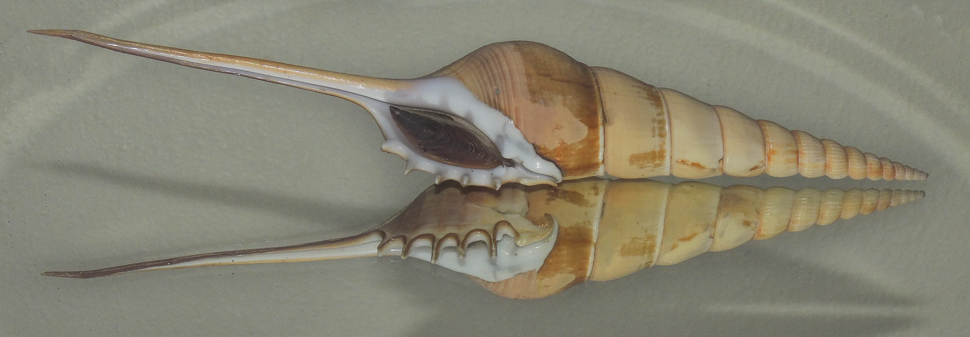 A Single Seashell (in colour)
