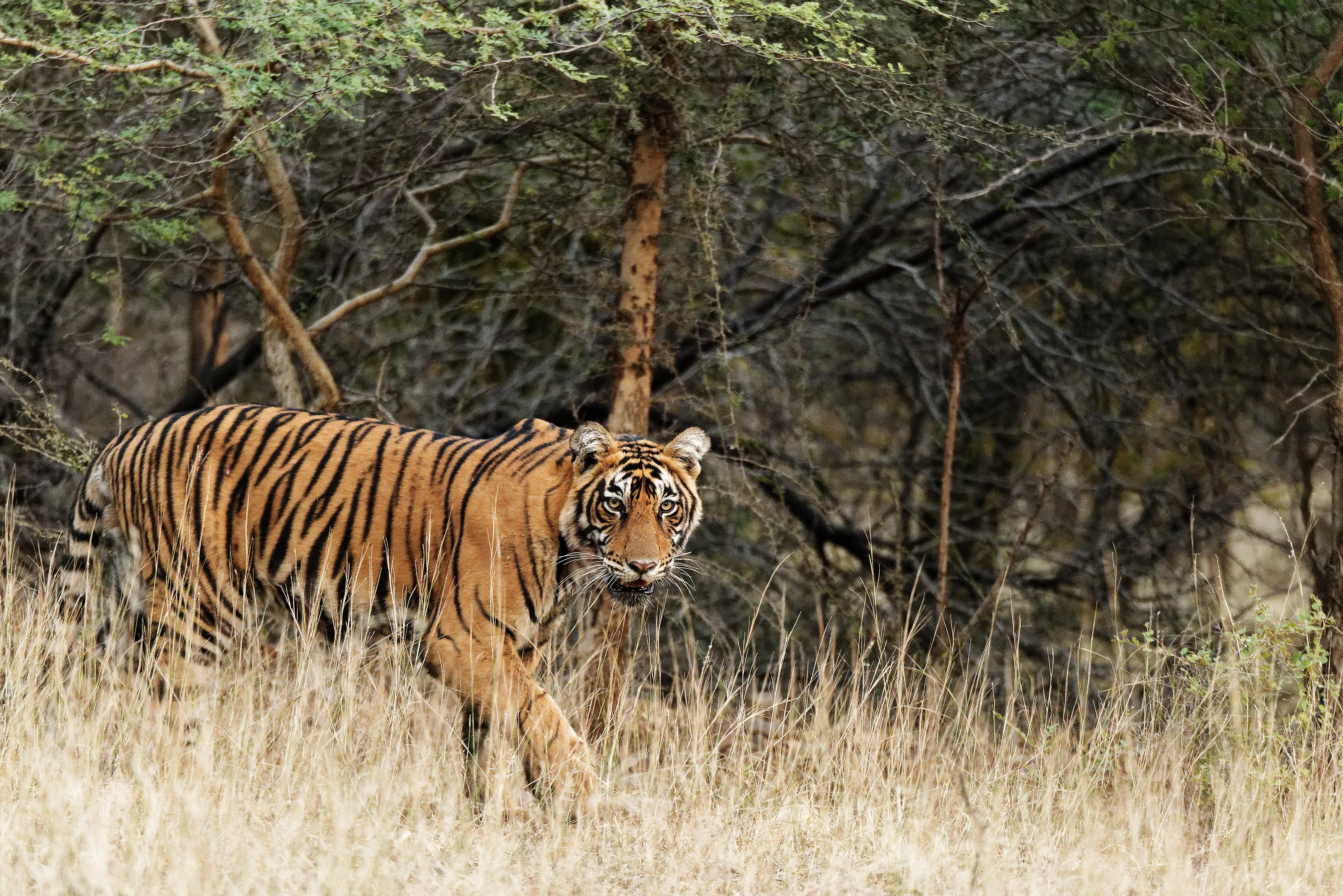 Wild Mammals in a Forest