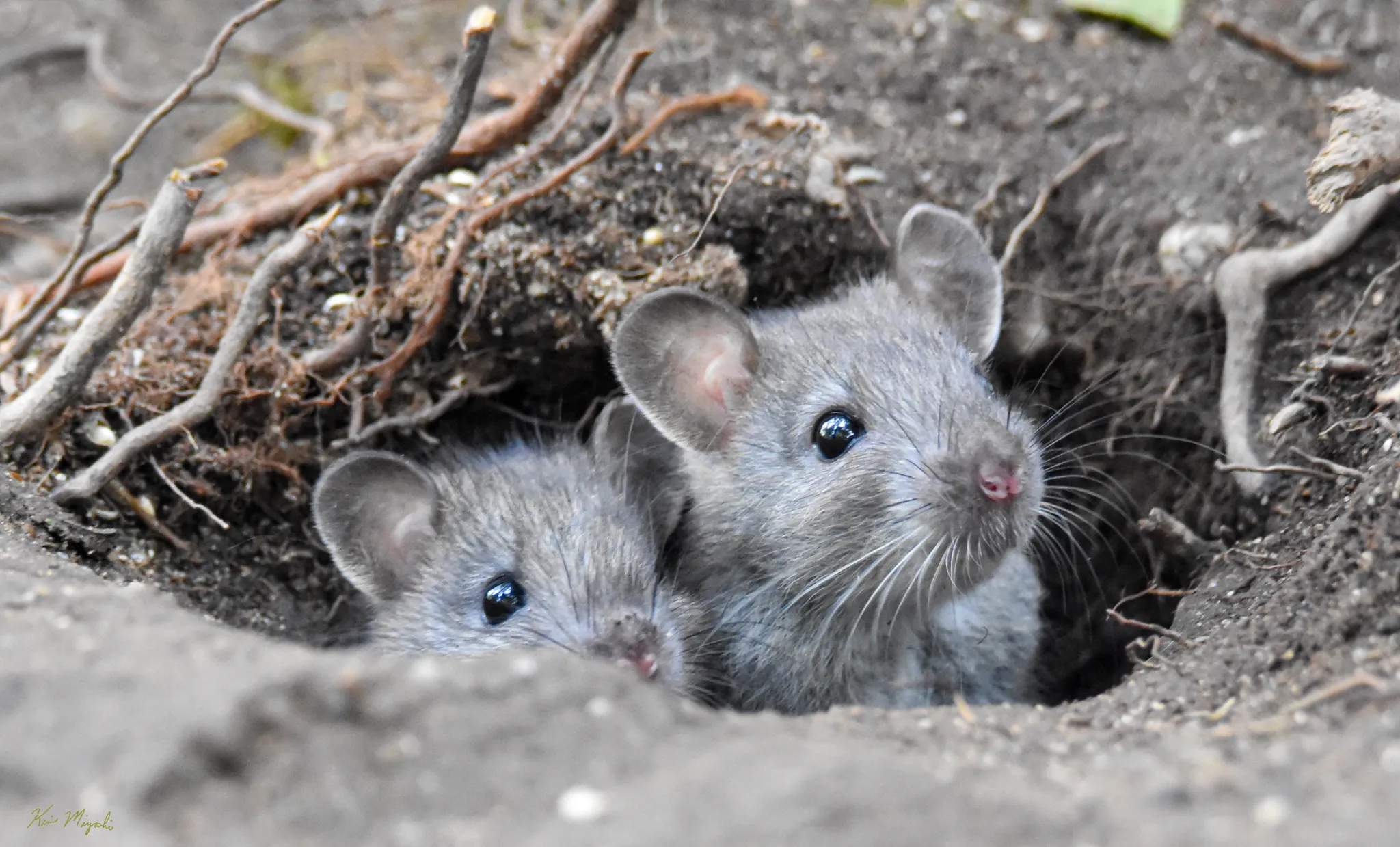 Rodents