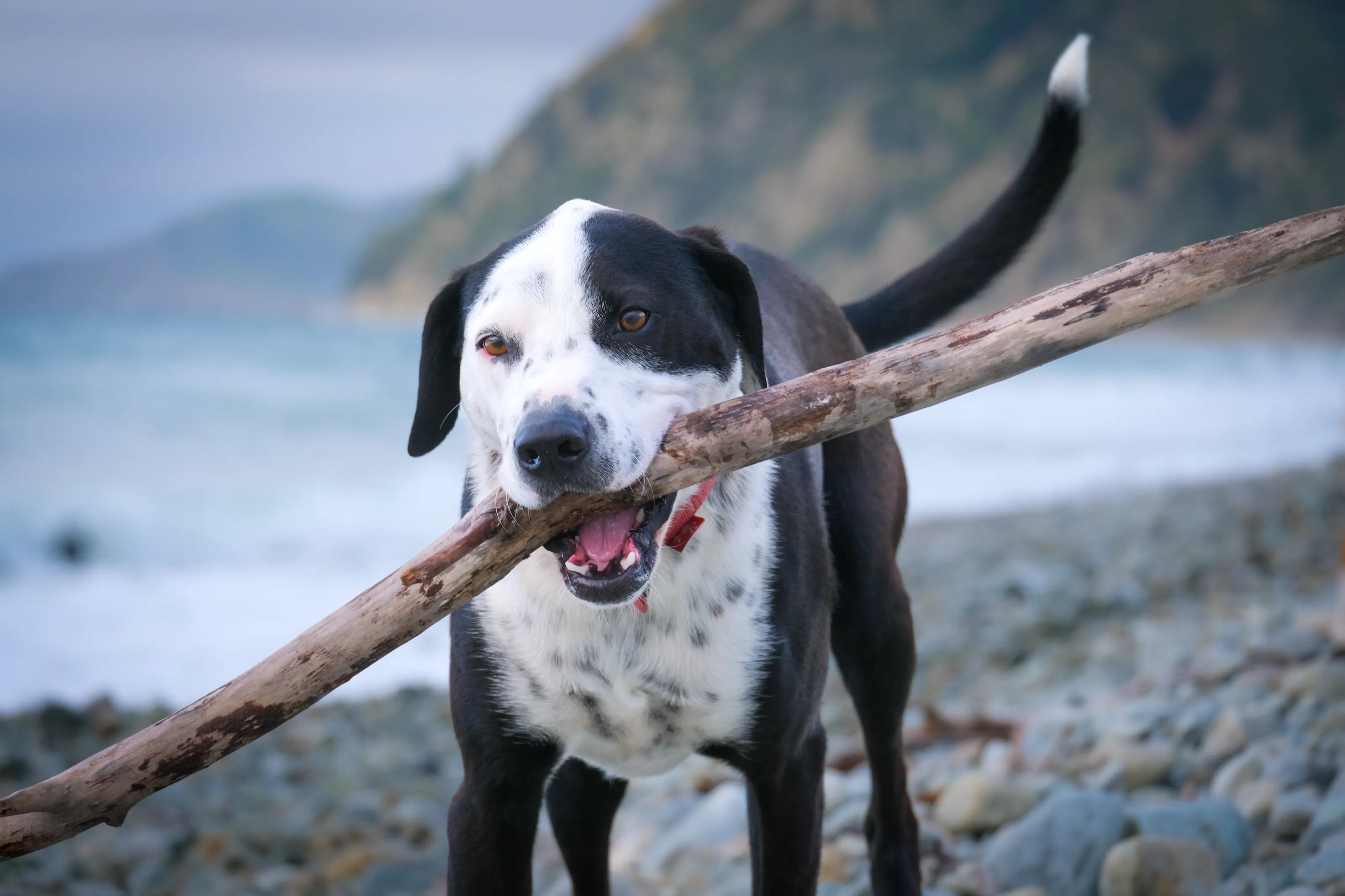 Dogs with Sticks (in colour)