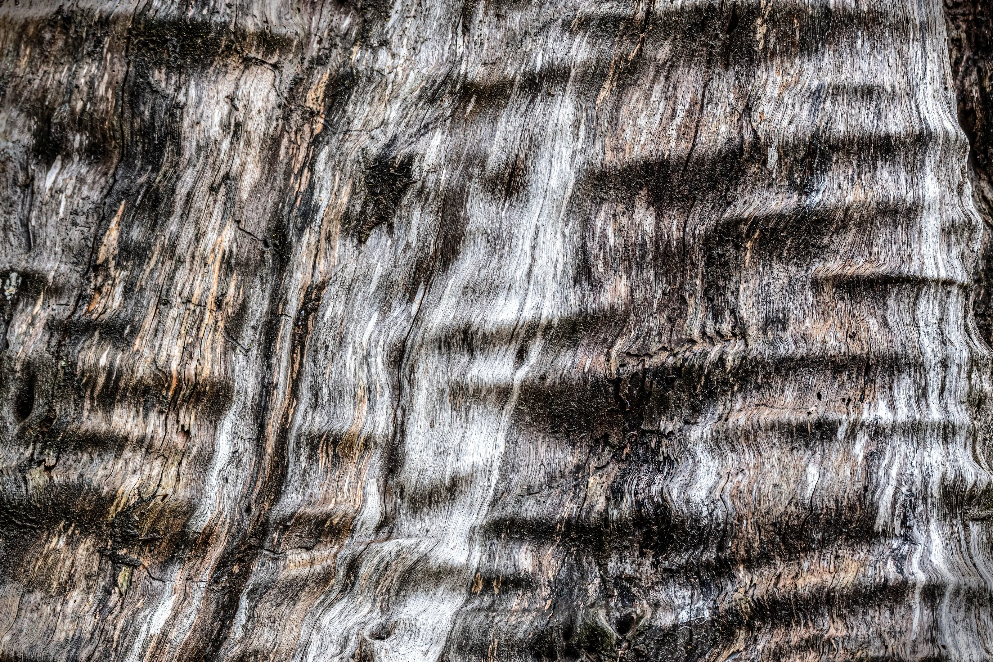 Tree Bark Textures and Patterns