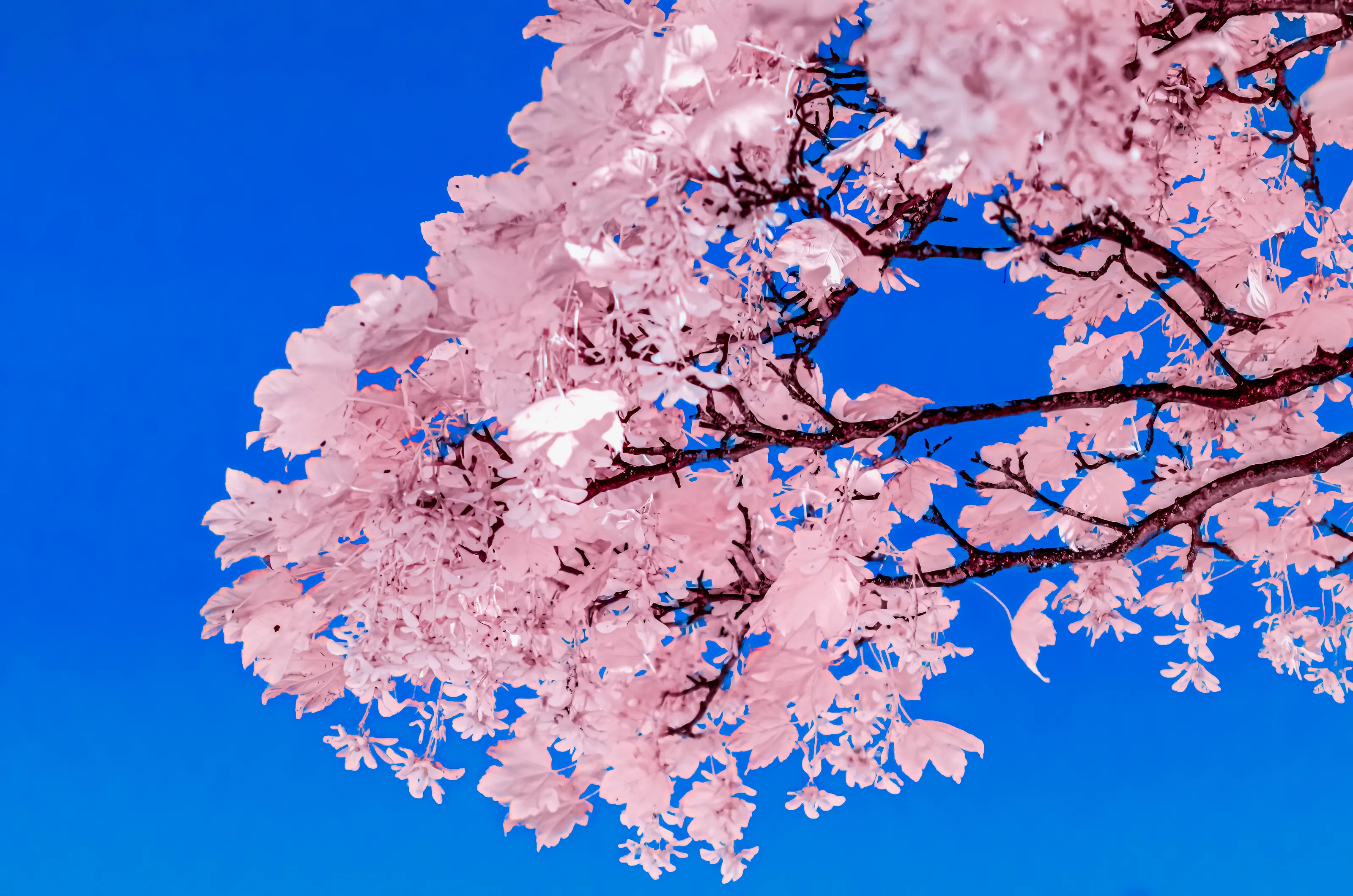 Infrared