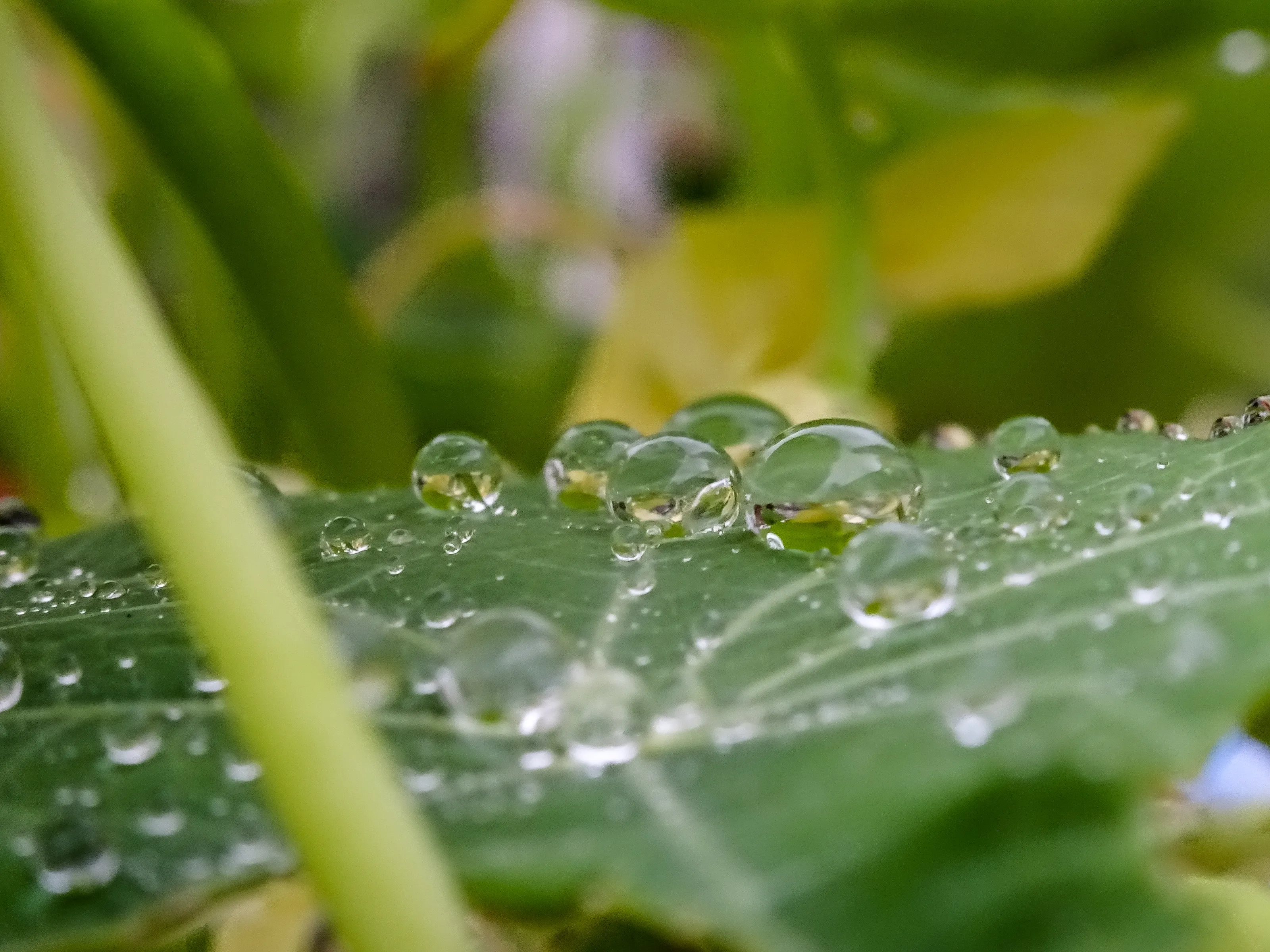Waterdrops (in colour)