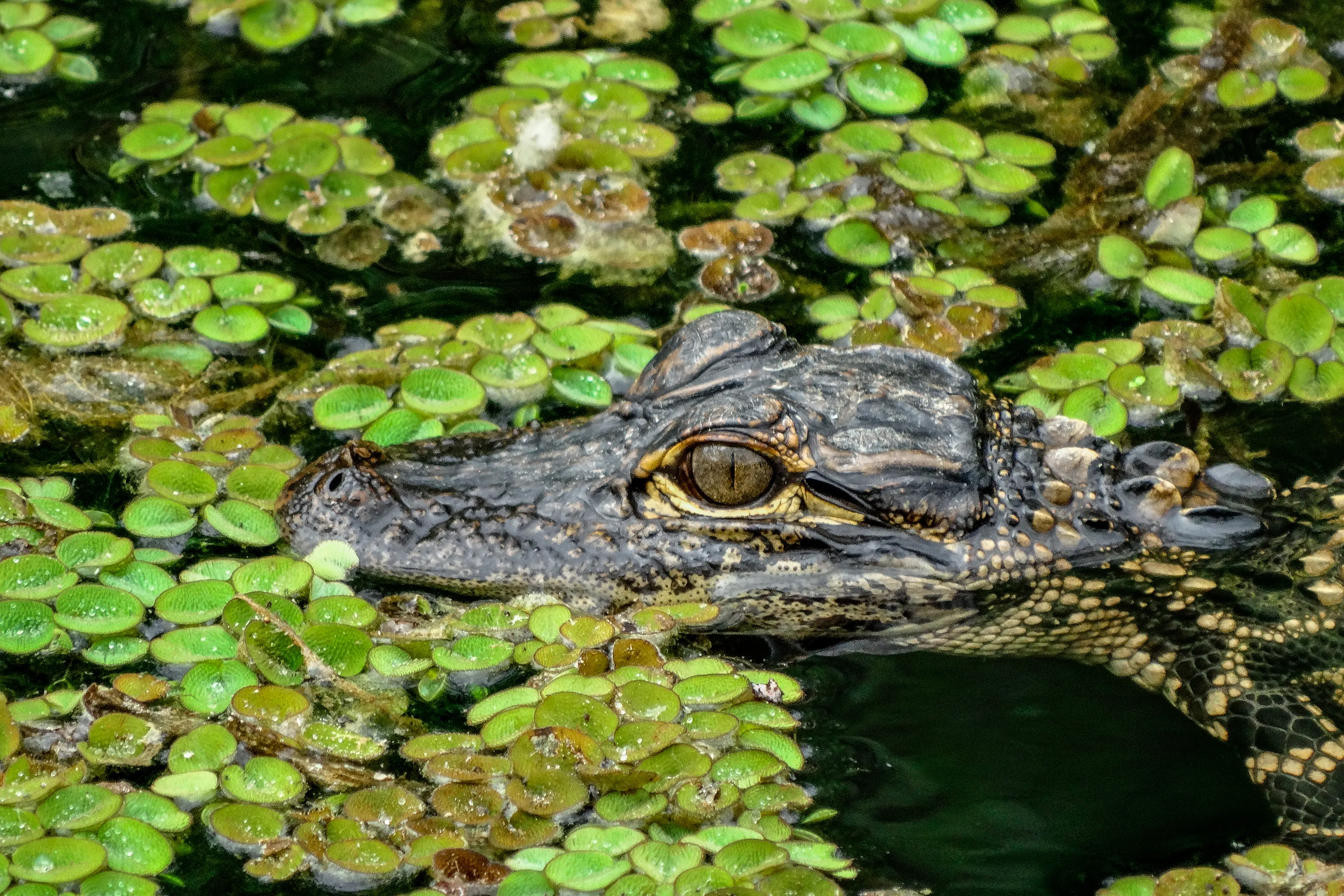 Best of Florida, USA