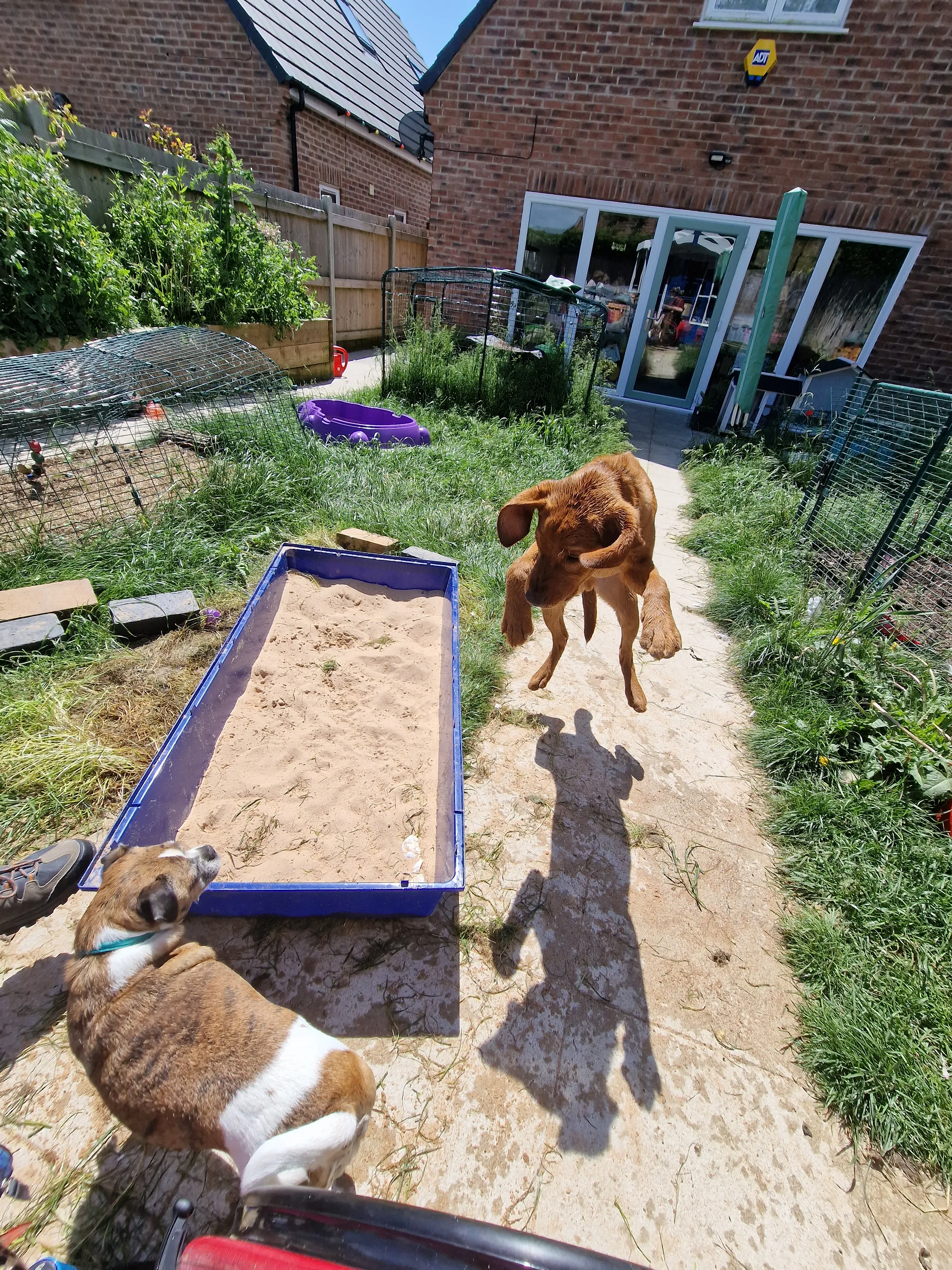 Dogs Completely in the Air