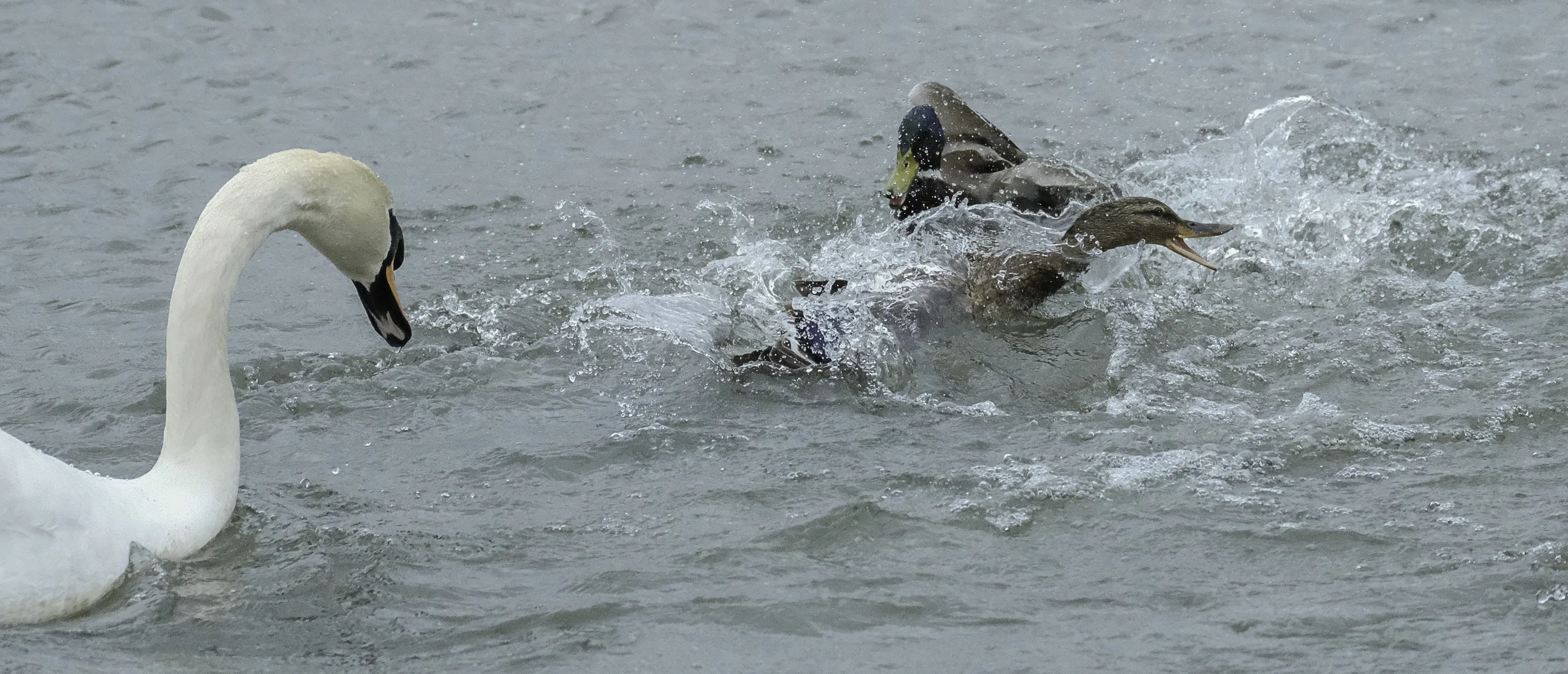 Ducks Squabbling and Fighting