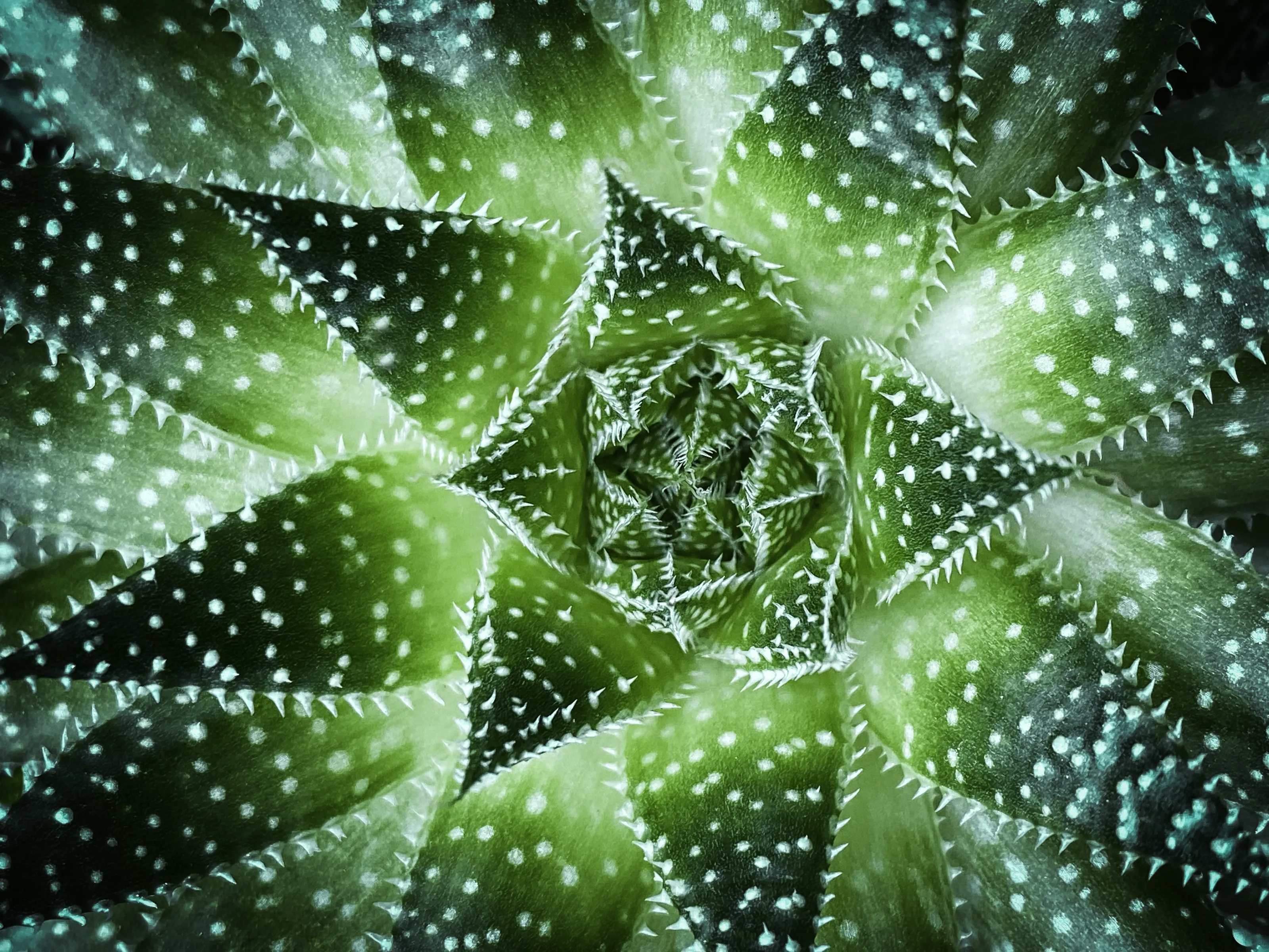 Prickly Plants