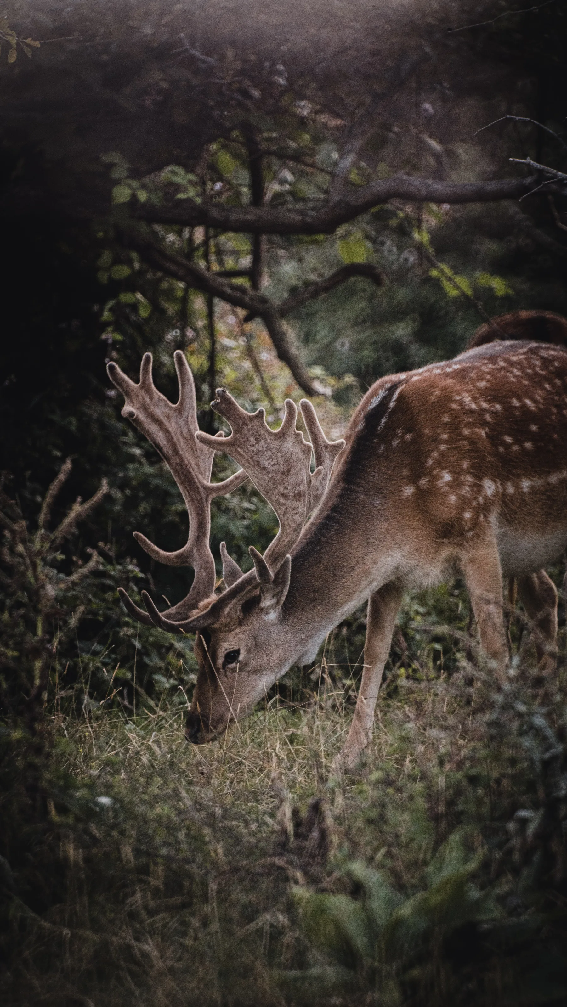 Members of the Deer Family with Antlers
