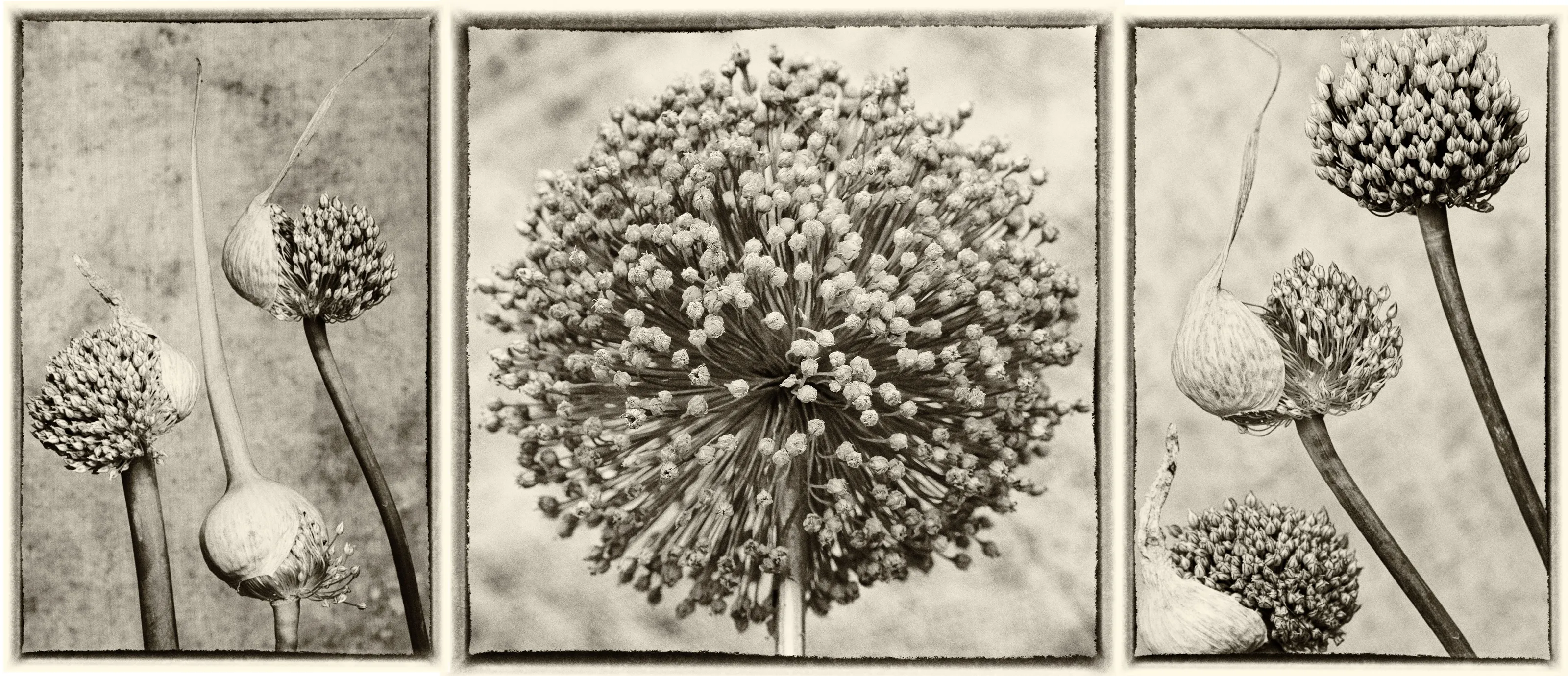 Triptych in Sepia Tone