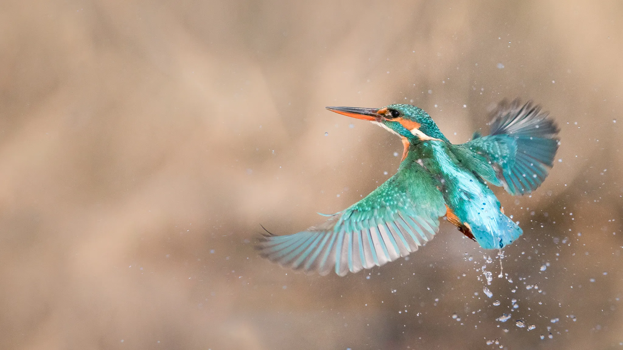 Kingfishers in Action (in colour)
