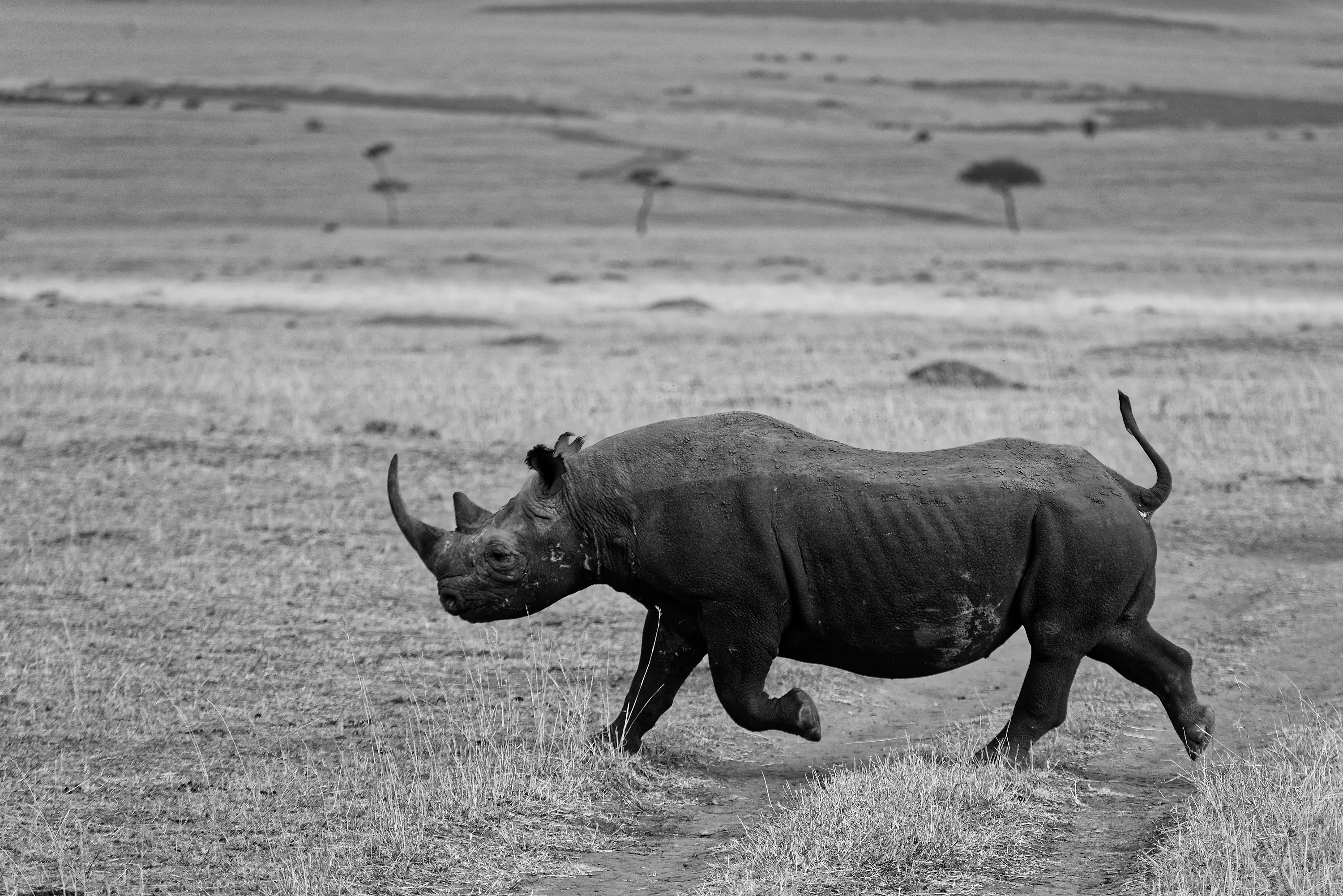 Wild Herbivores - Browsers and Grazers