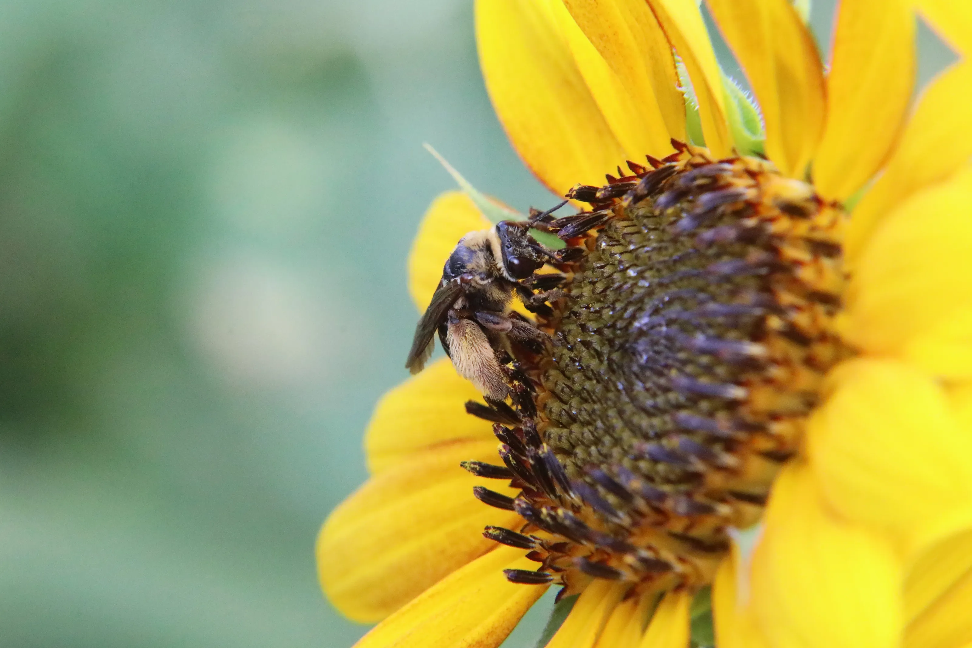 Bees on Flowers