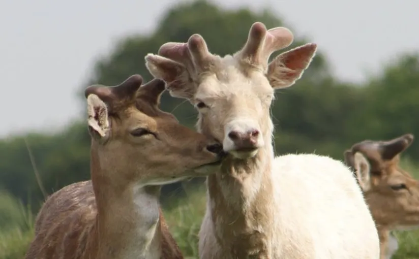 Affection