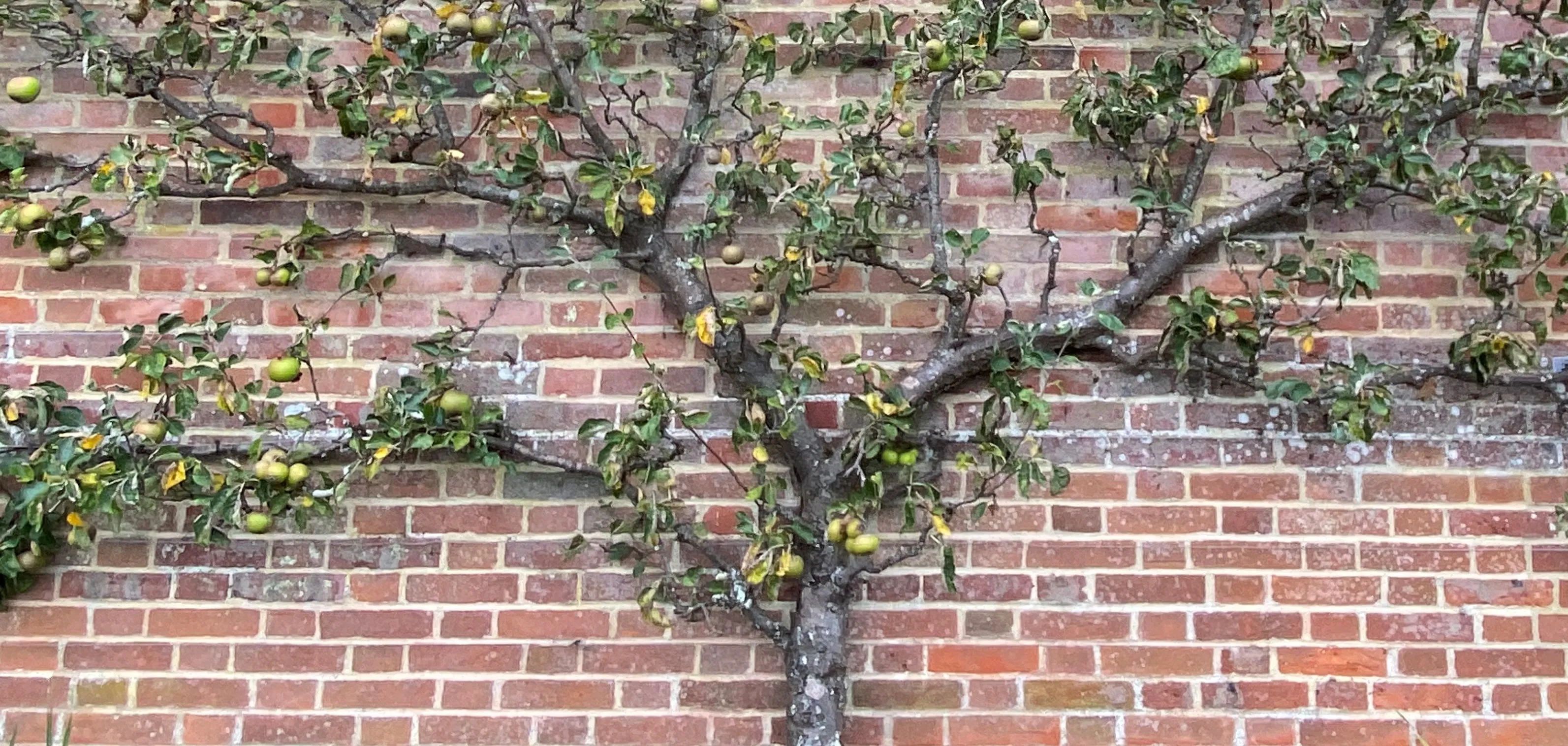 Fruit and Vegetables Growing on Plants (in colour)