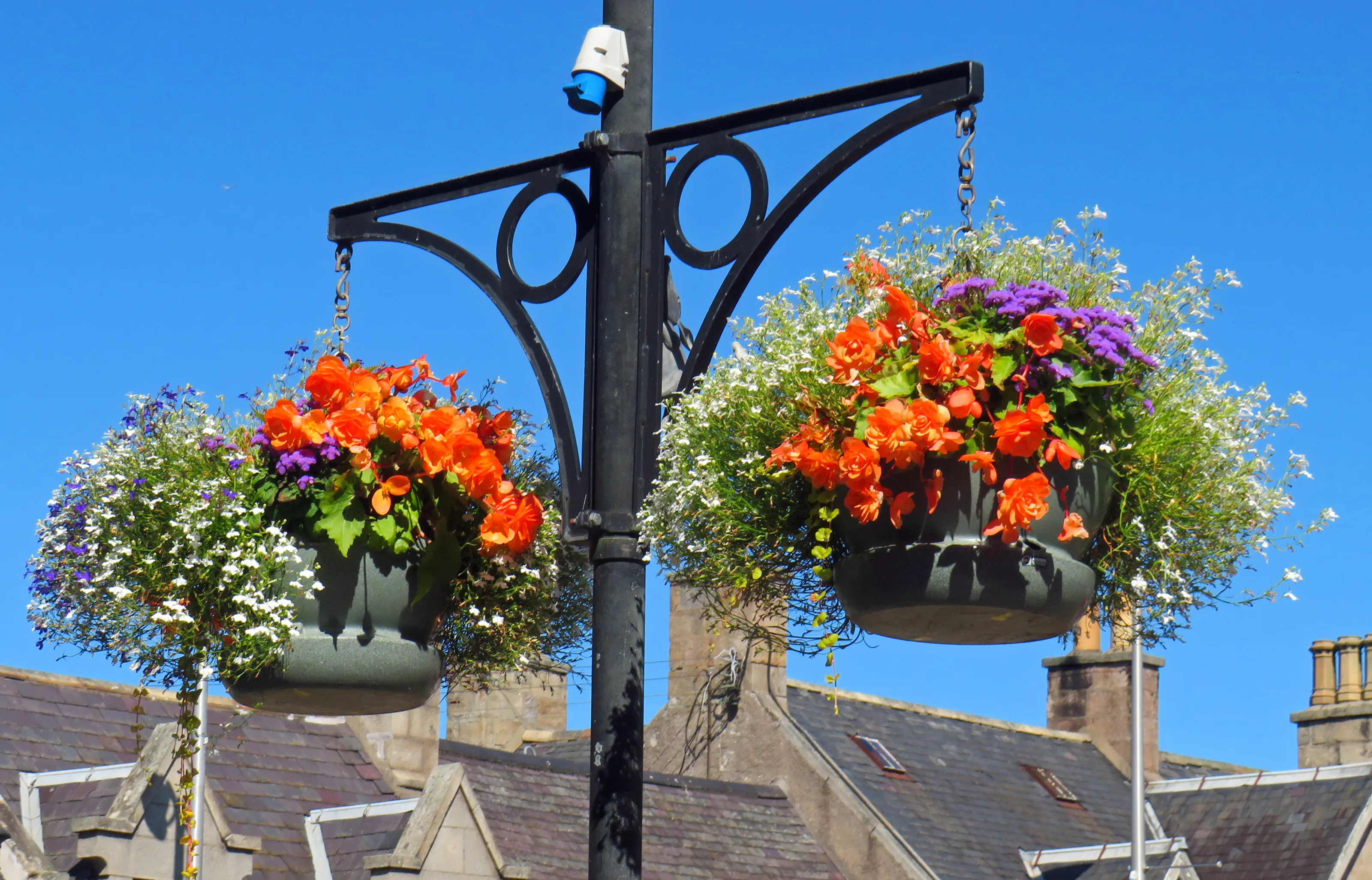 Hanging Baskets (in colour)