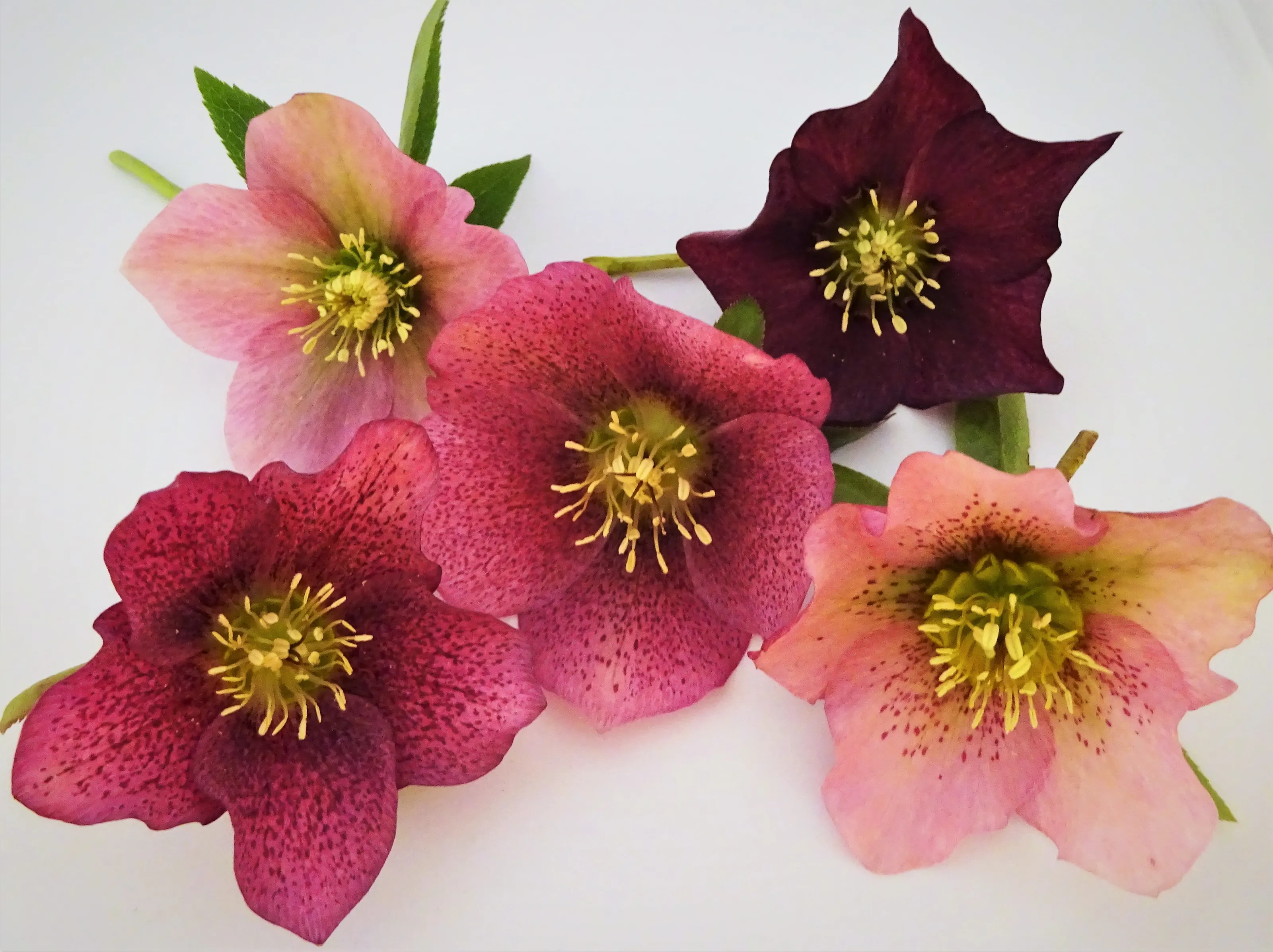 Hellebore Flowers (in colour)
