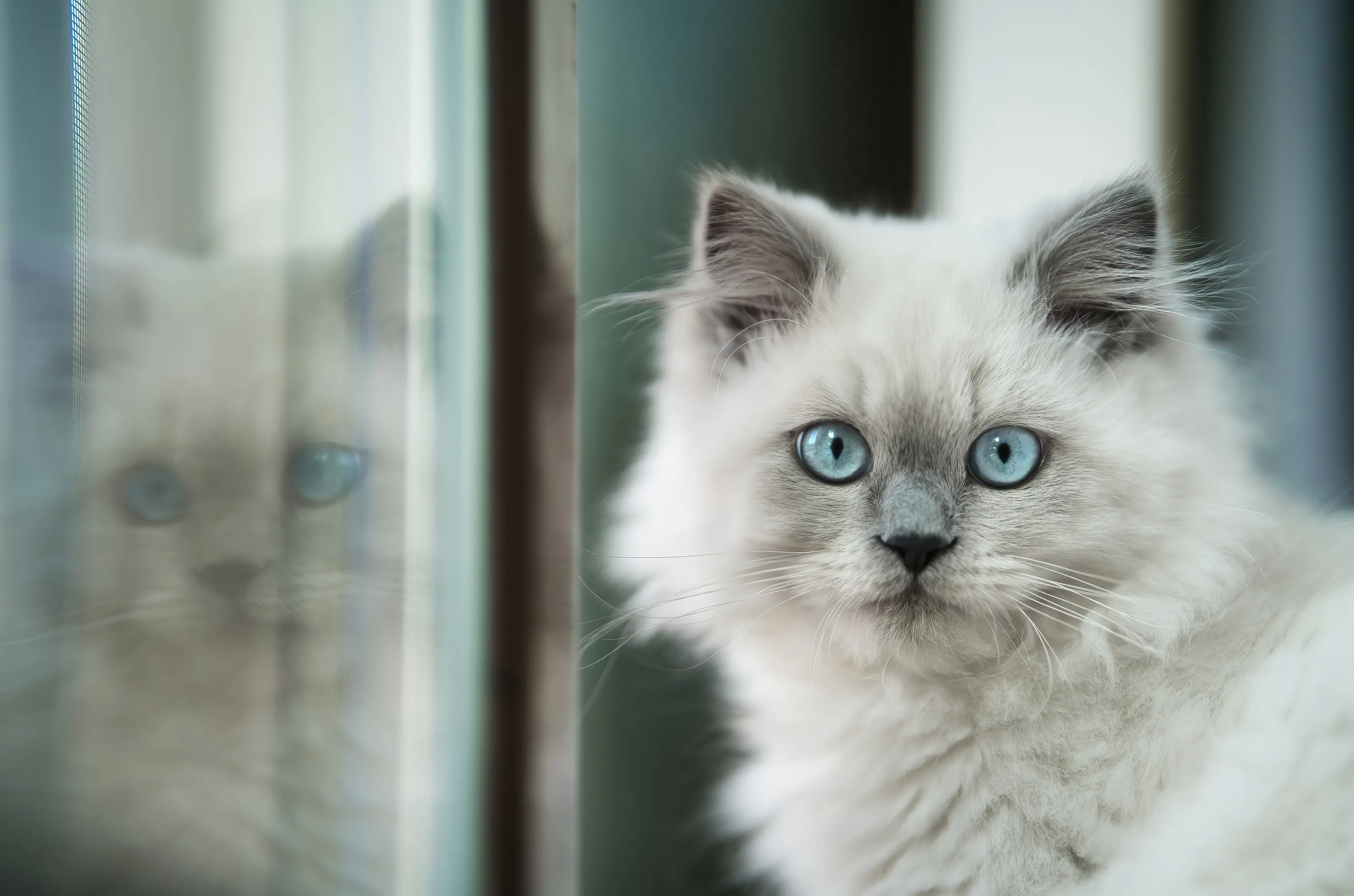 Perfect Pets