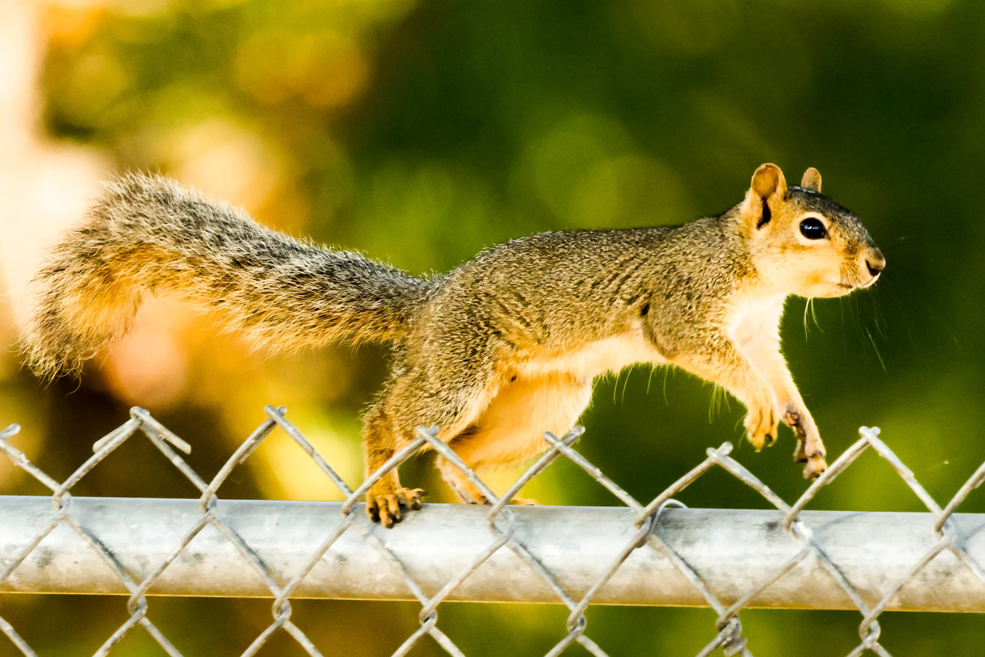 Squirrels on a Wire or Narrow Edge (in colour)