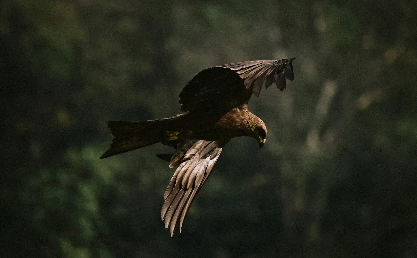 Wildlife