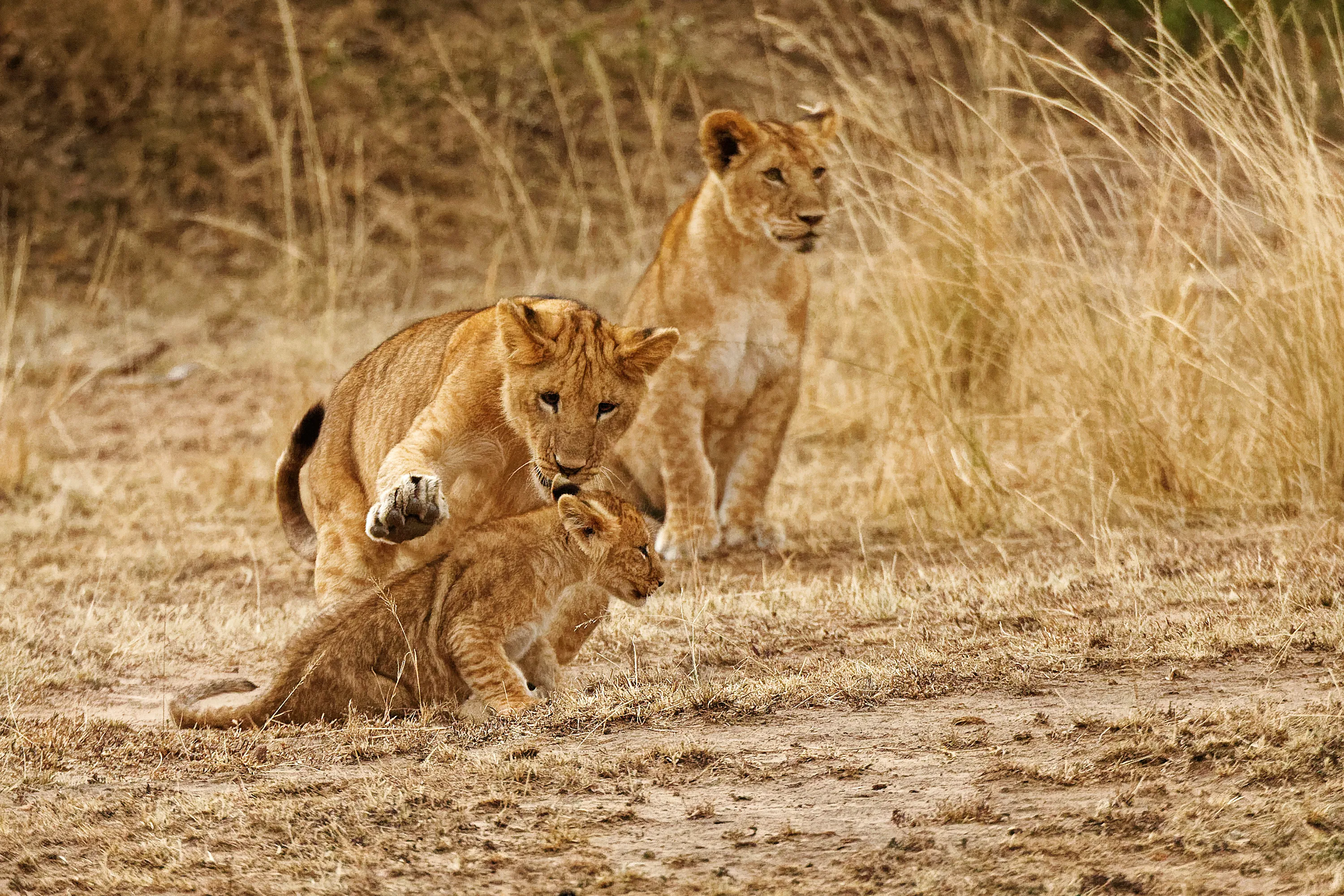Wild Animals at Play