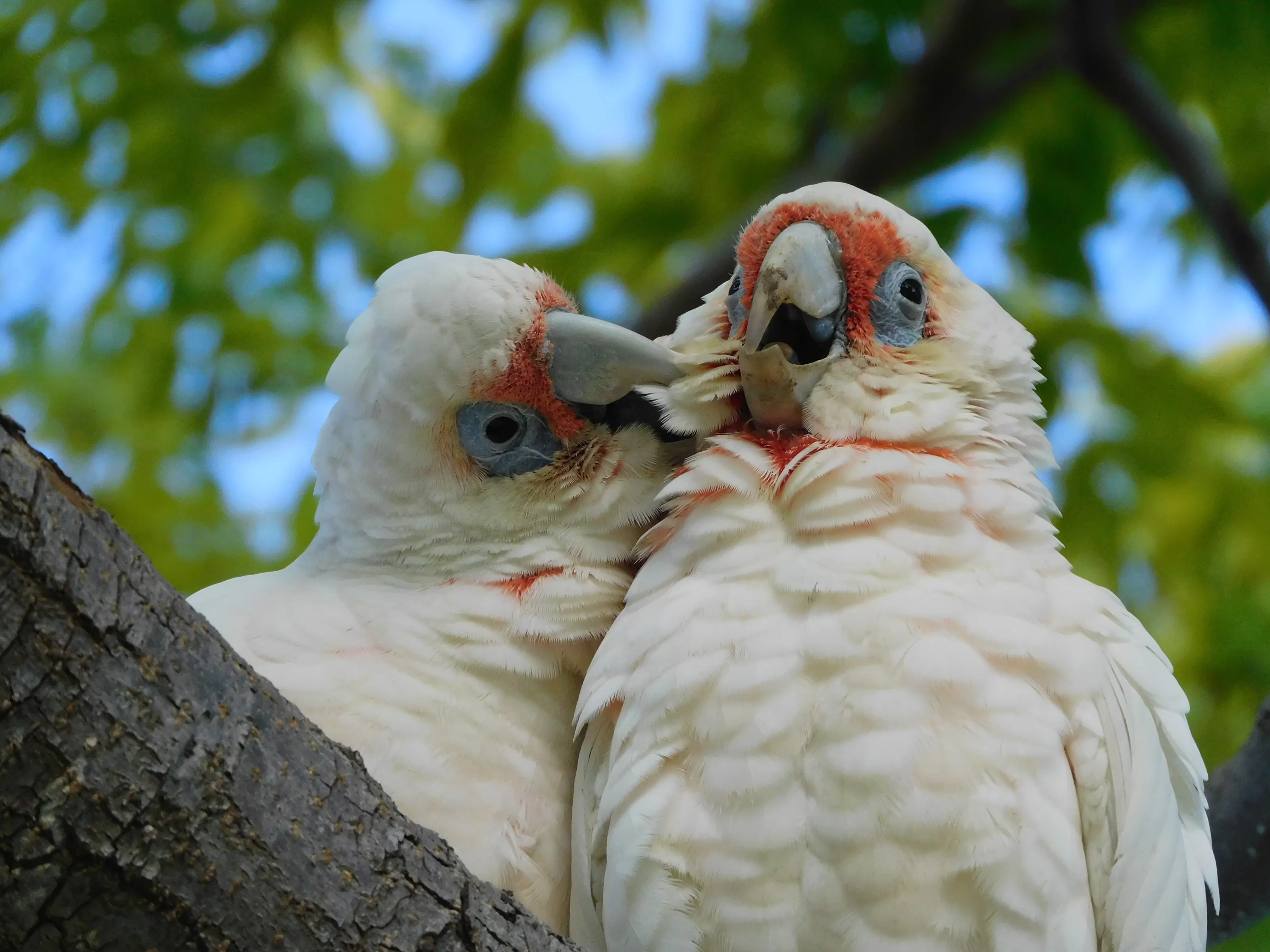 Australian Native Parrots in the Wild (in colour)