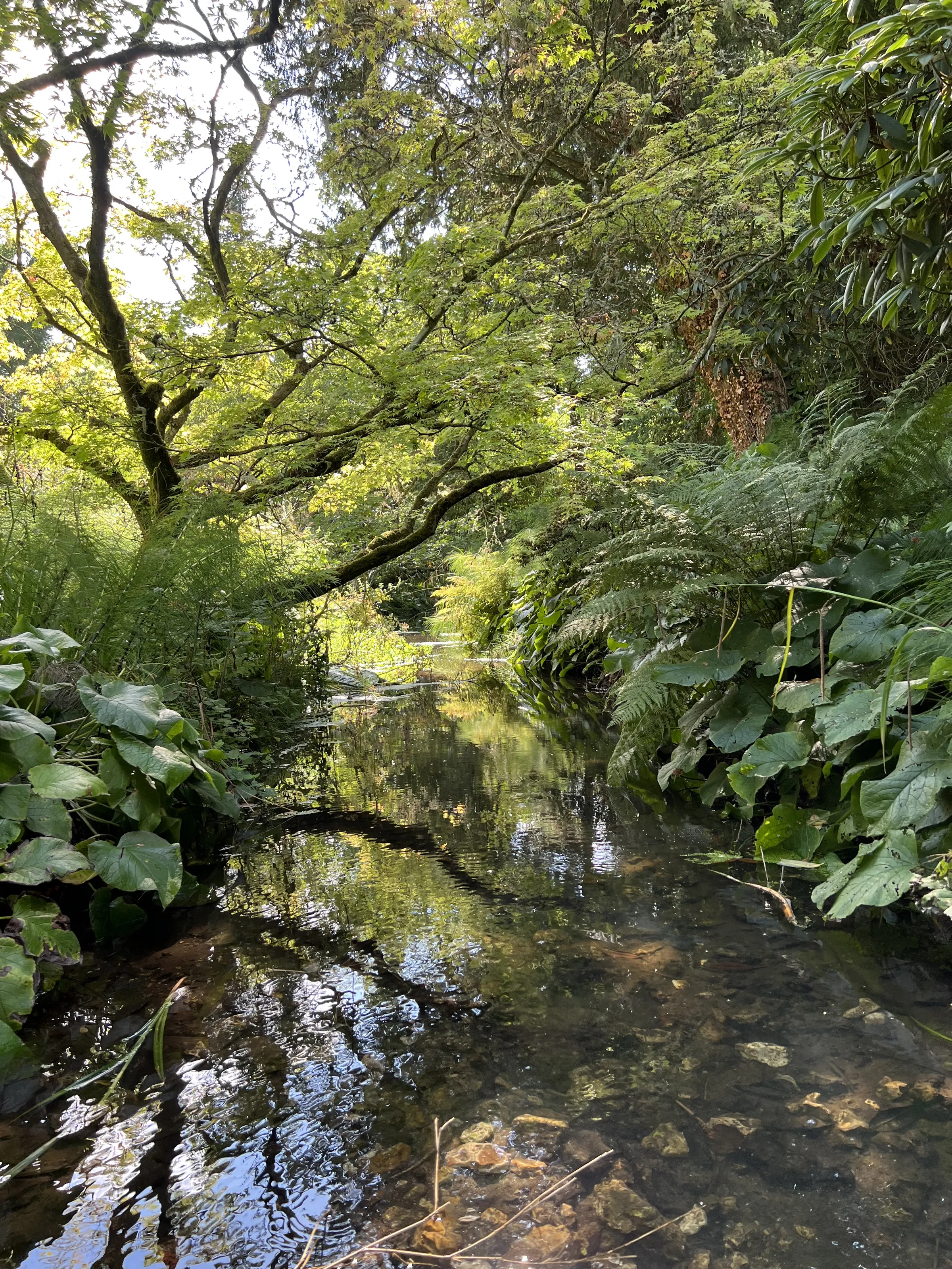 Woodland Rivers and Streams
