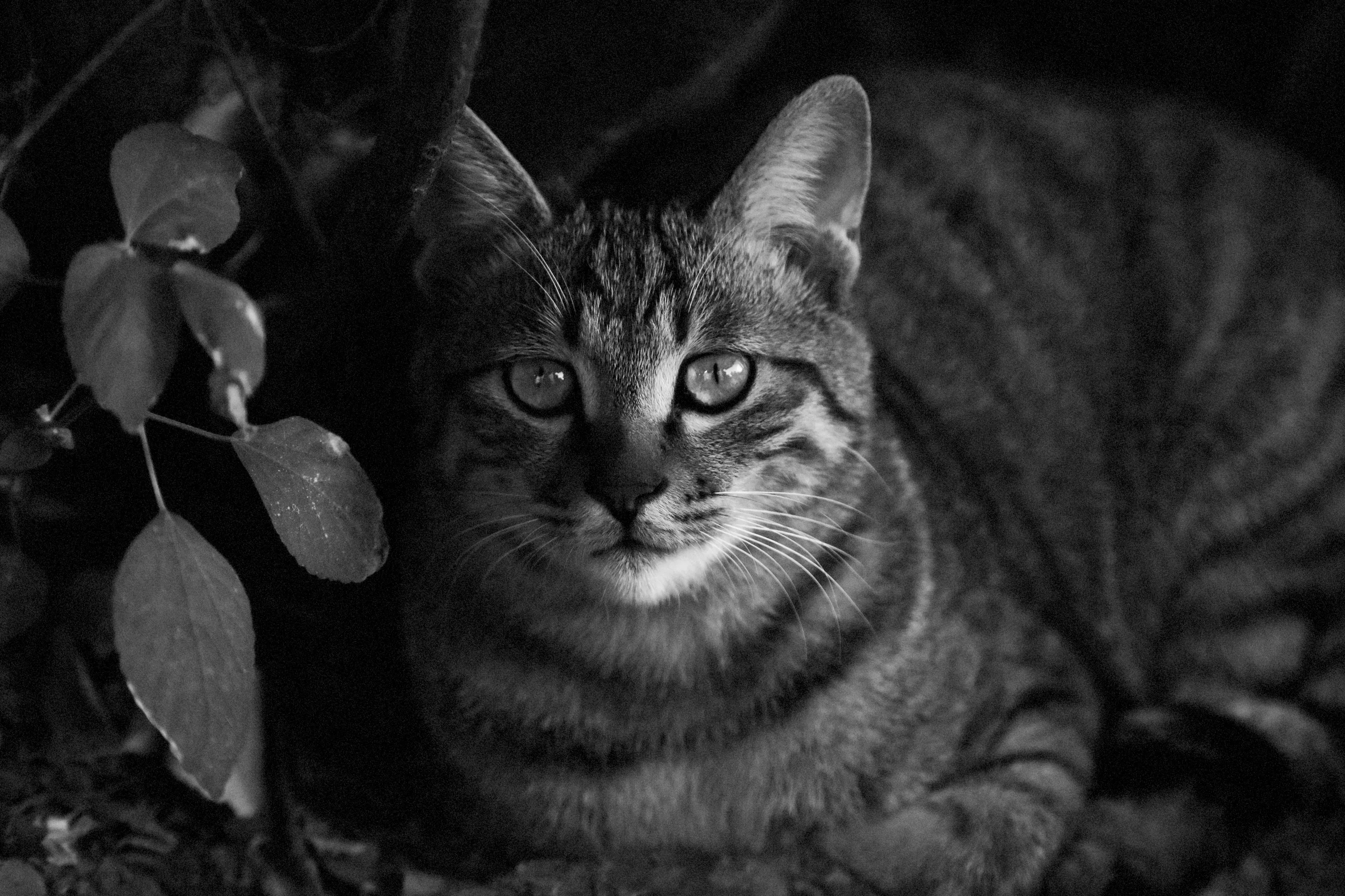 Wild Cats