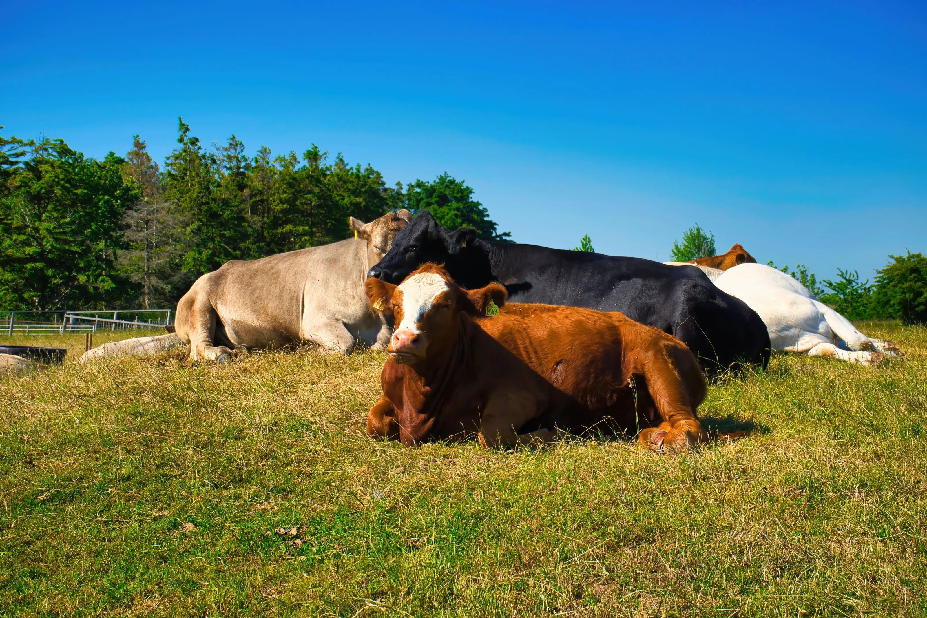 Cattle