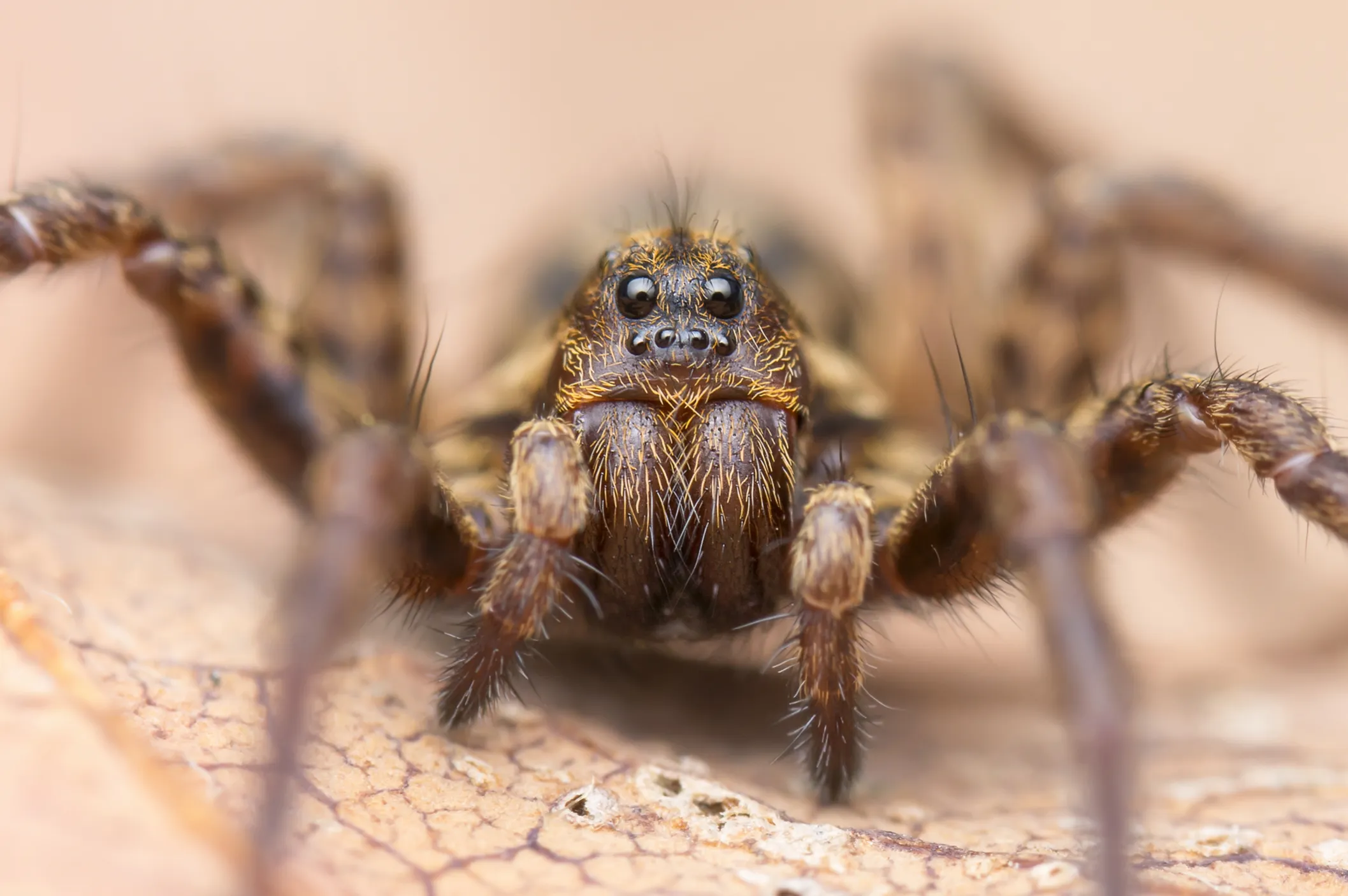 Creepy and Despised Creatures