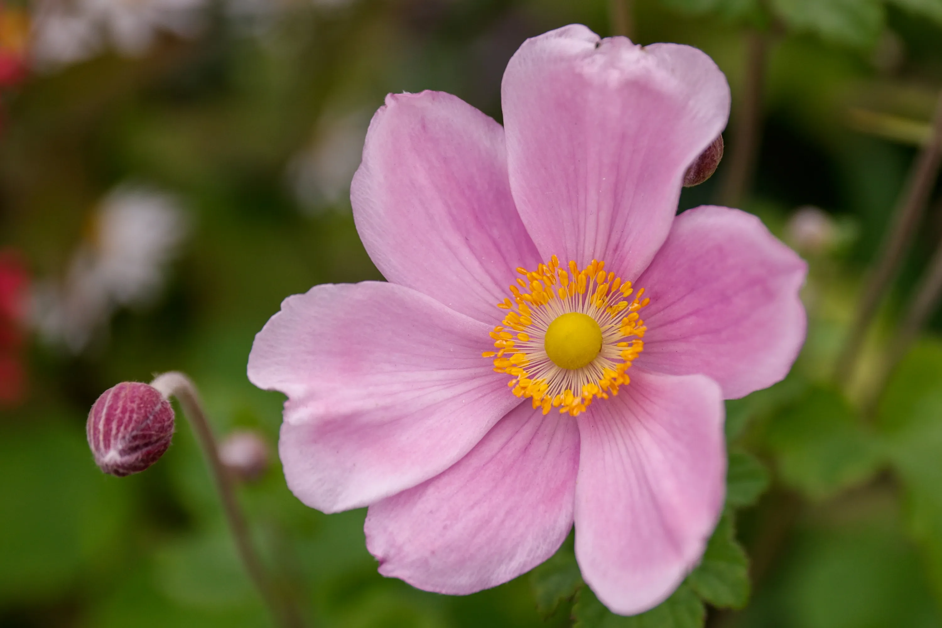 Anemone Flowers (in colour)