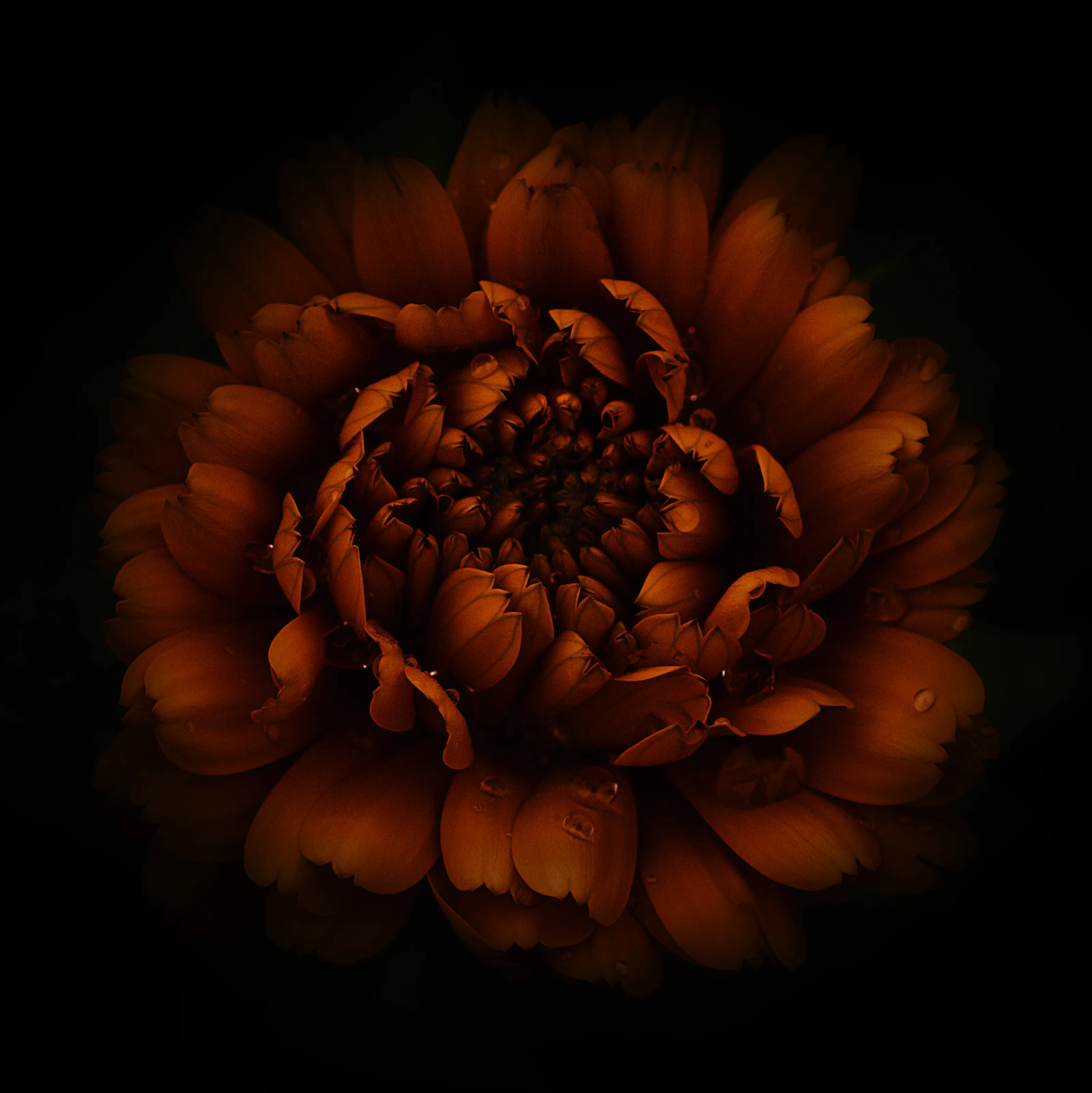 A Single Flower