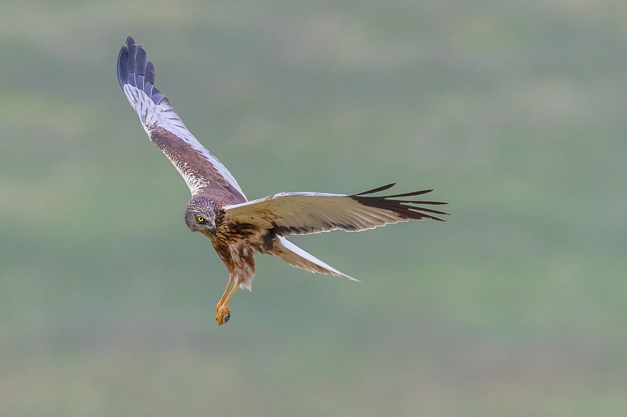 Wild Birds in Flight