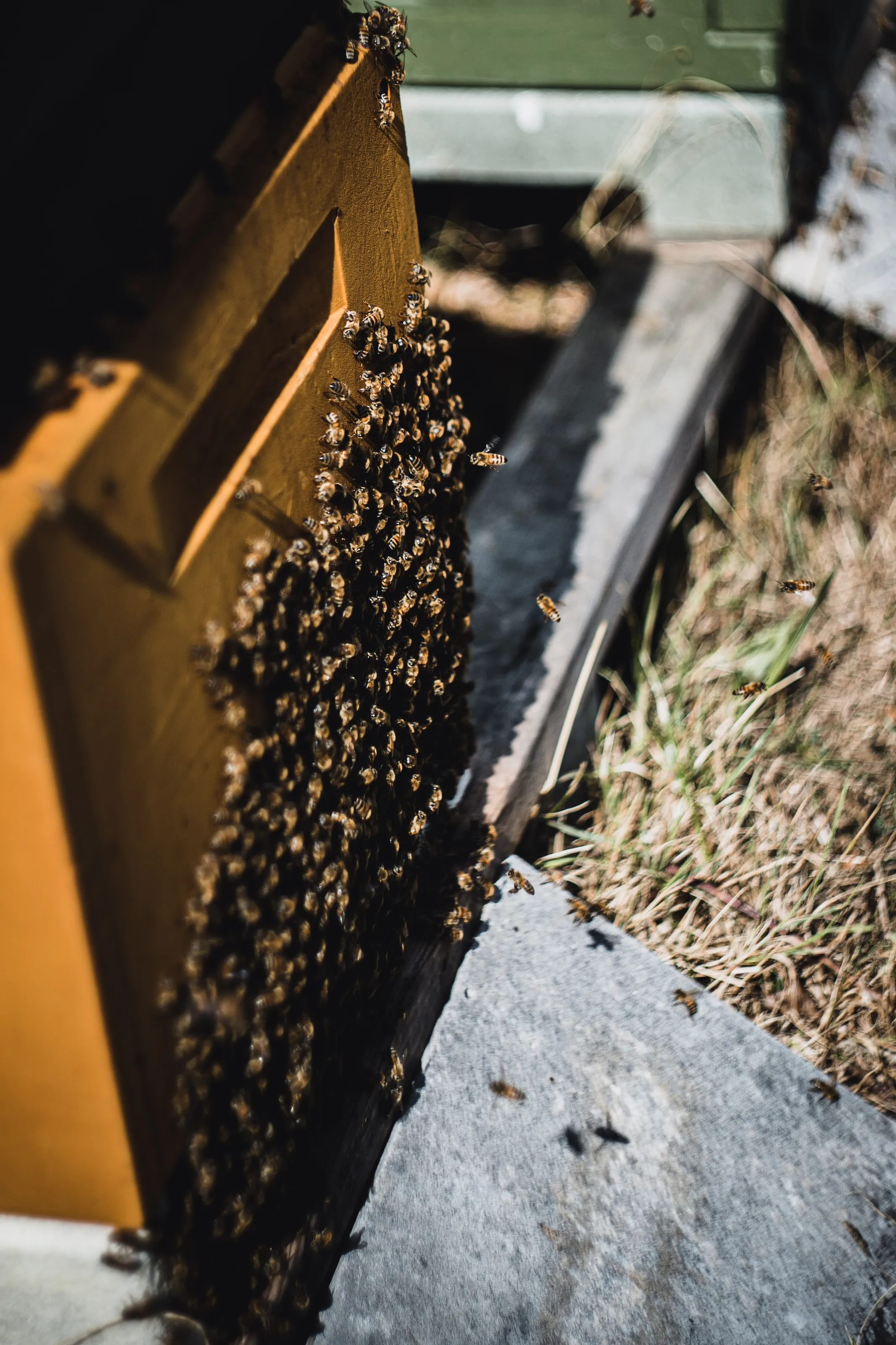 Bees