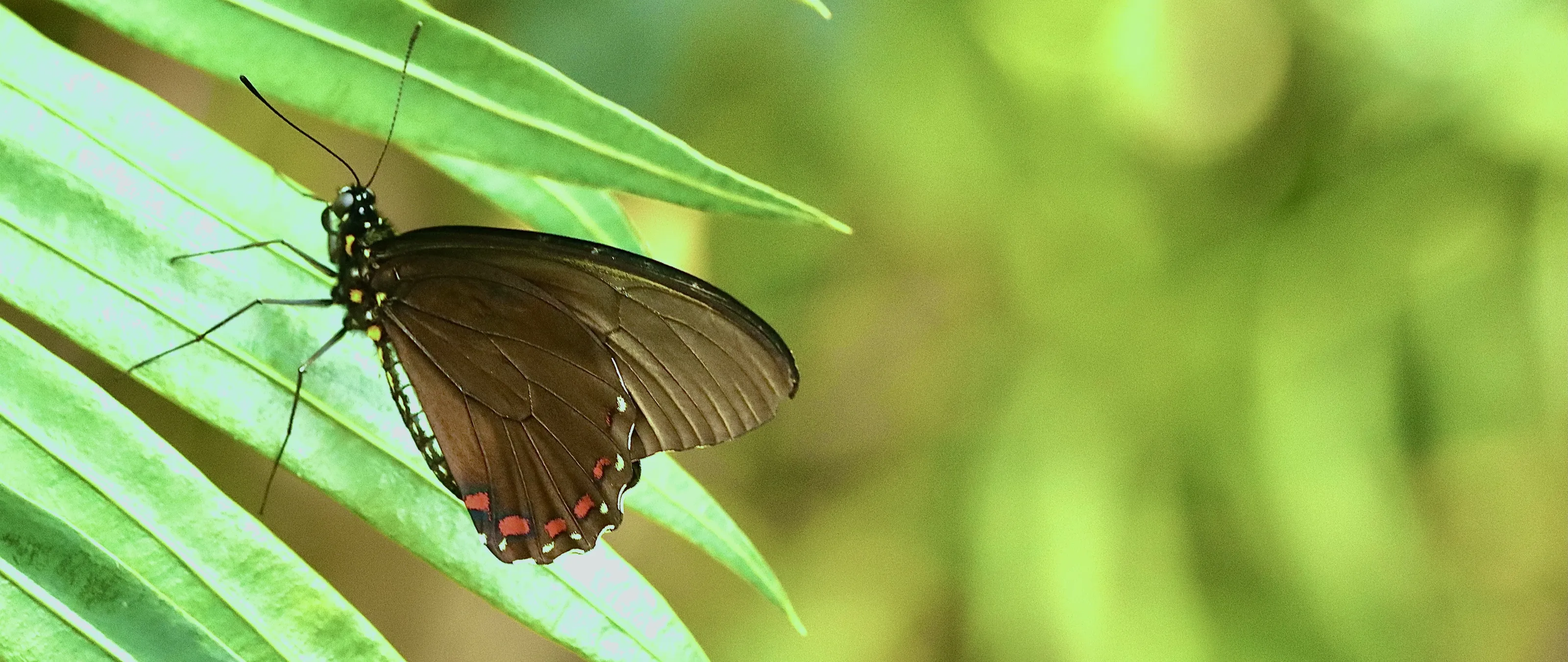 Butterflies (in colour)