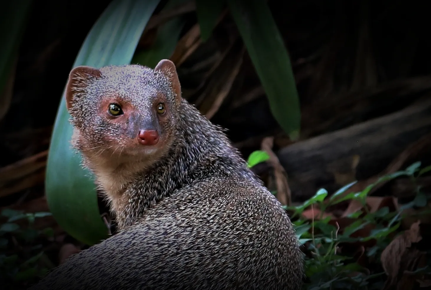 Individual Animal Portraits