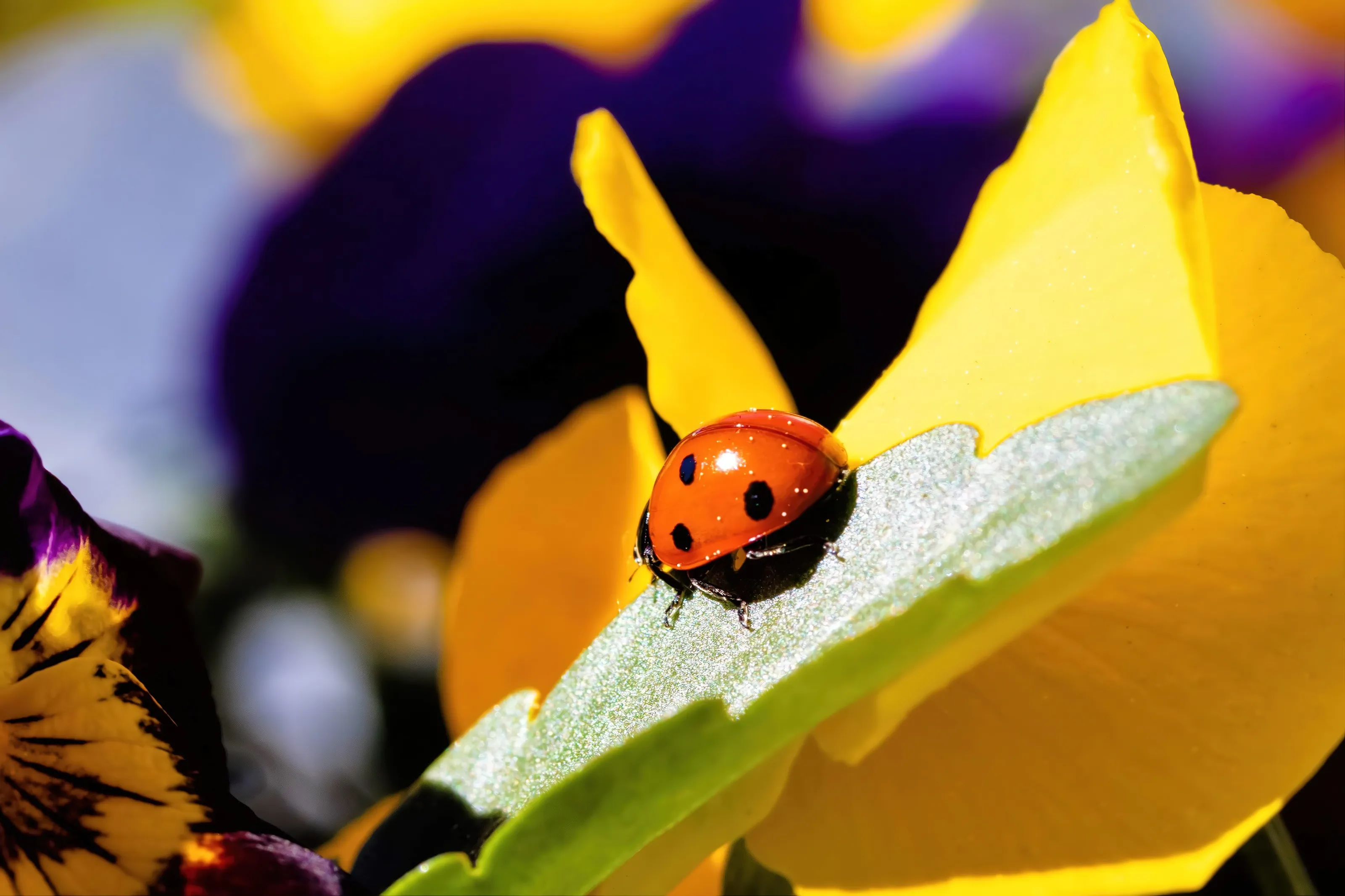 Ladybirds/Ladybugs (in colour)